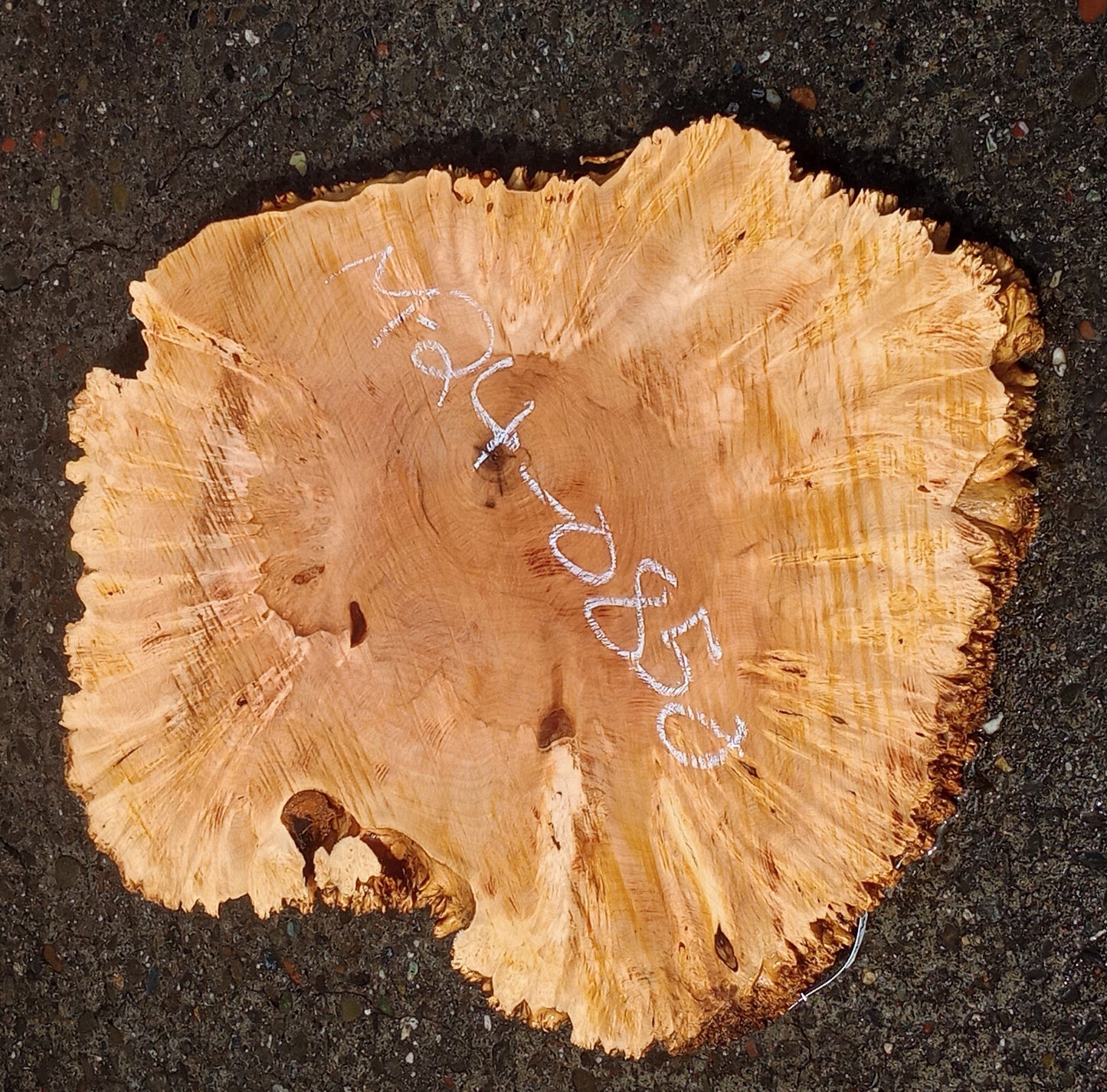 Maple Burl Slab | Cookie Cut | Craft Woods | DIY | River Table | MA24-0850