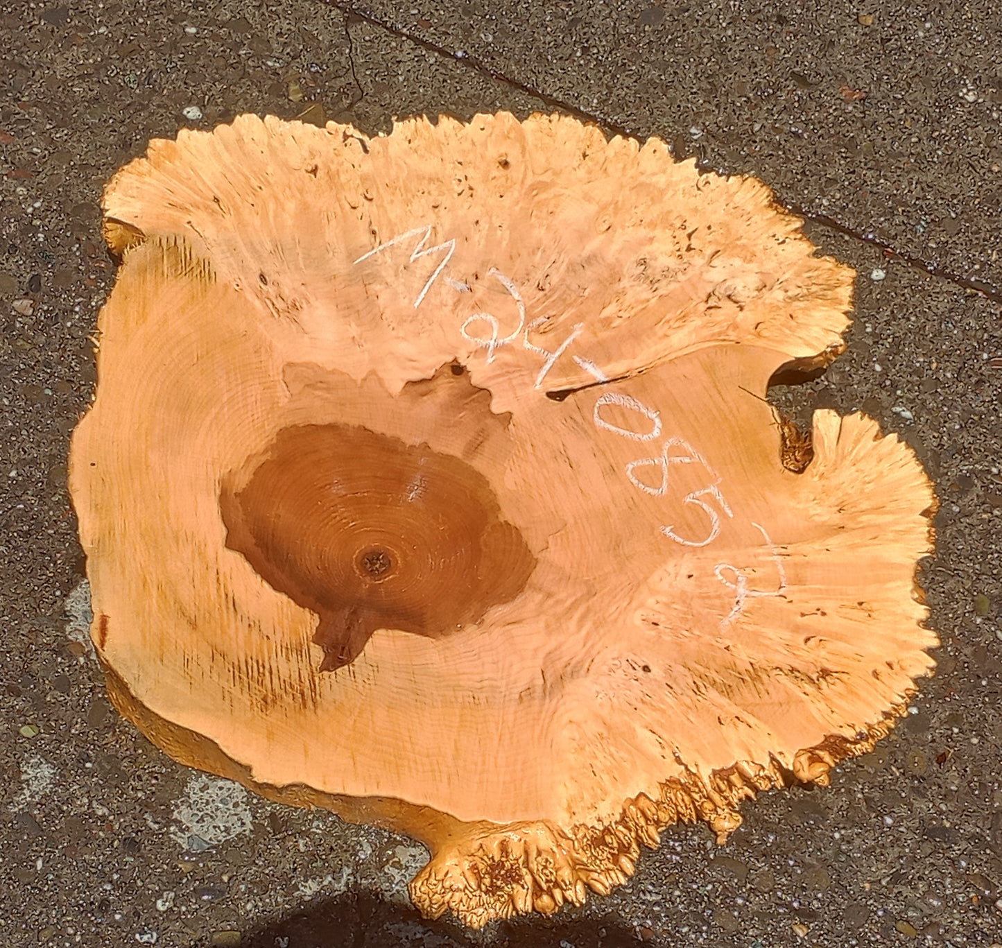 Maple Burl Slab | Cookie Cut | Craft Woods | DIY | River Table | Ma24-0852