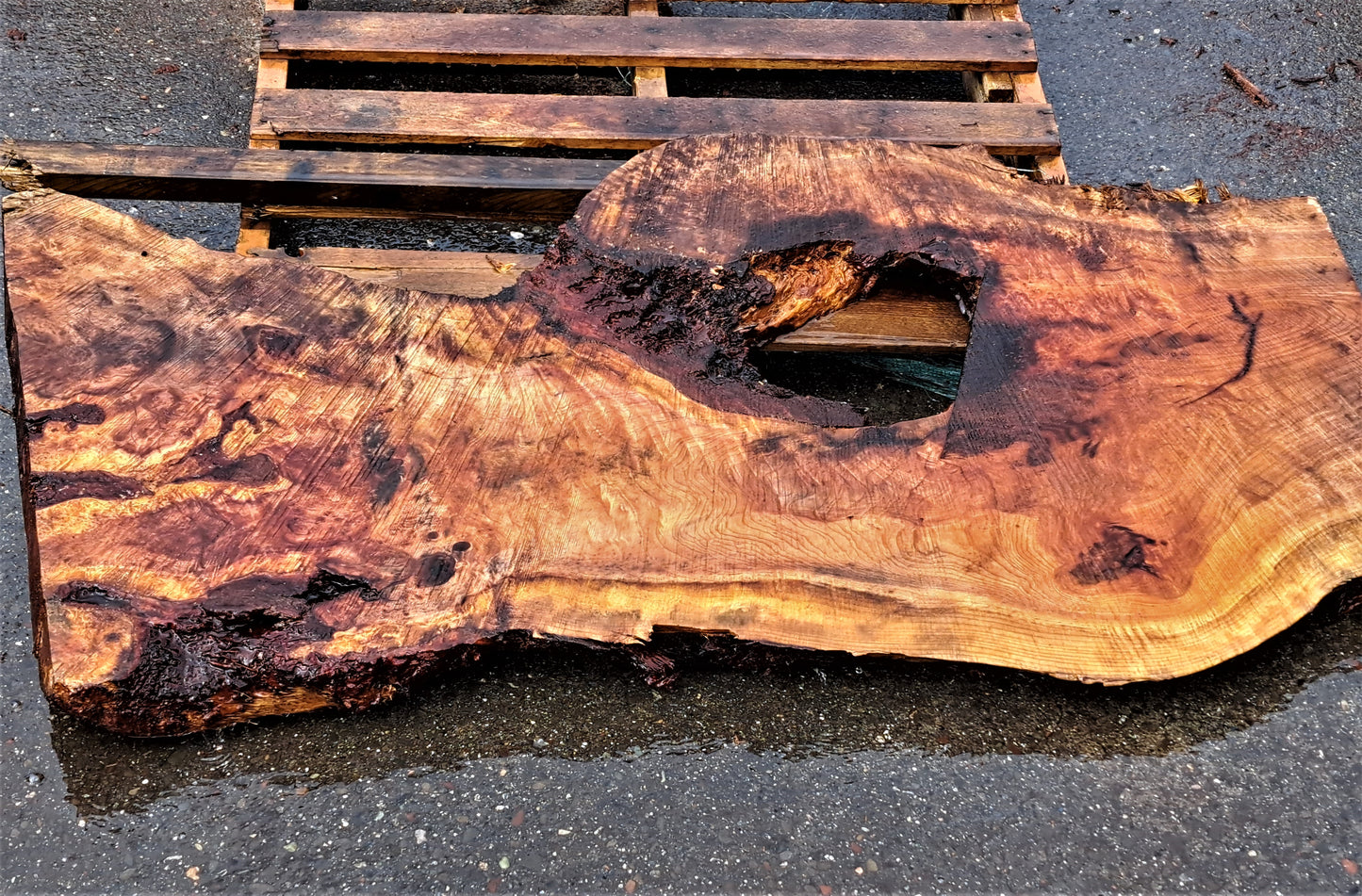 lace burl redwood l epoxy river table | live edge slab | burl table | r-241