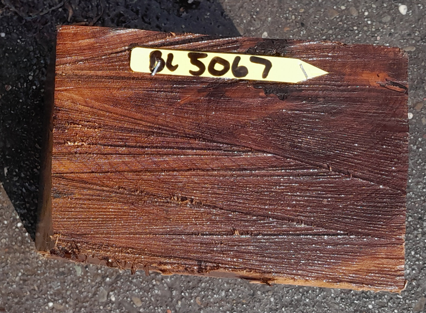 Myrtle blank | DIY craft wood | bl5067