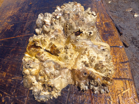 Poplar lace burl cap | bowl turning | DIY wood | live edge | p-10-cap