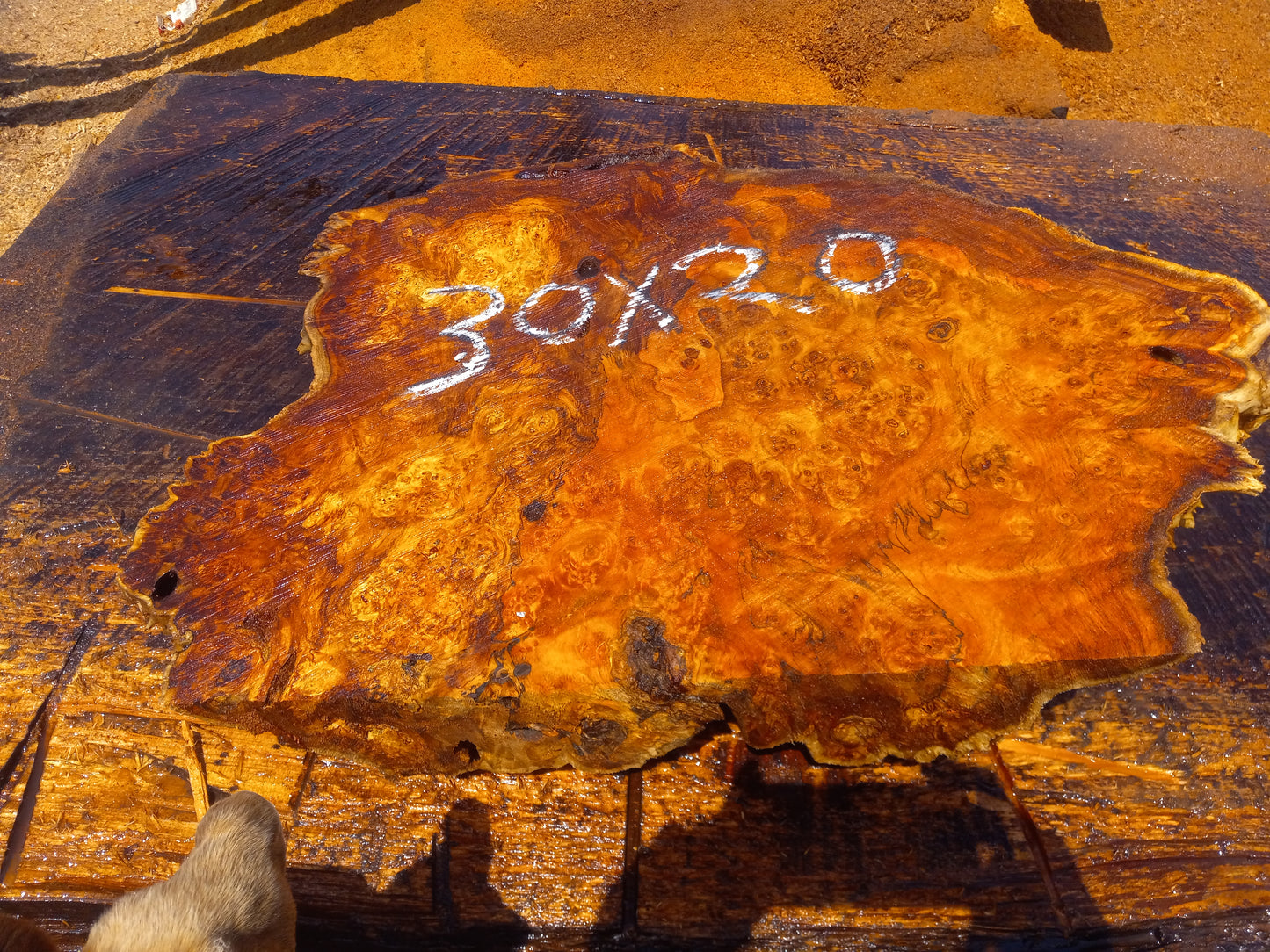 Poplar lace burl cap | bowl turning | DIY wood | live edge | p-10-cap