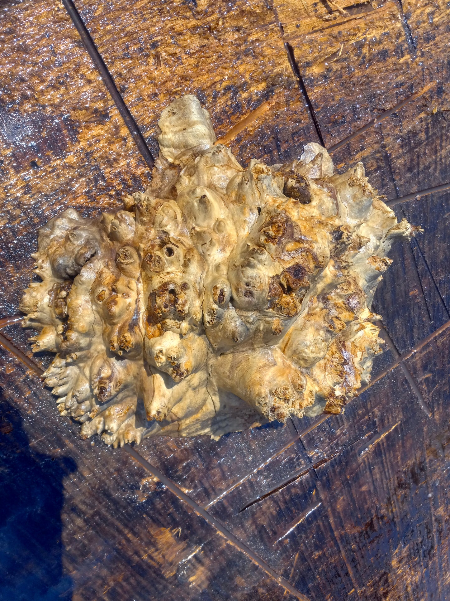 Poplar lace burl cap | bowl turning | DIY wood | live edge | p-11-cap