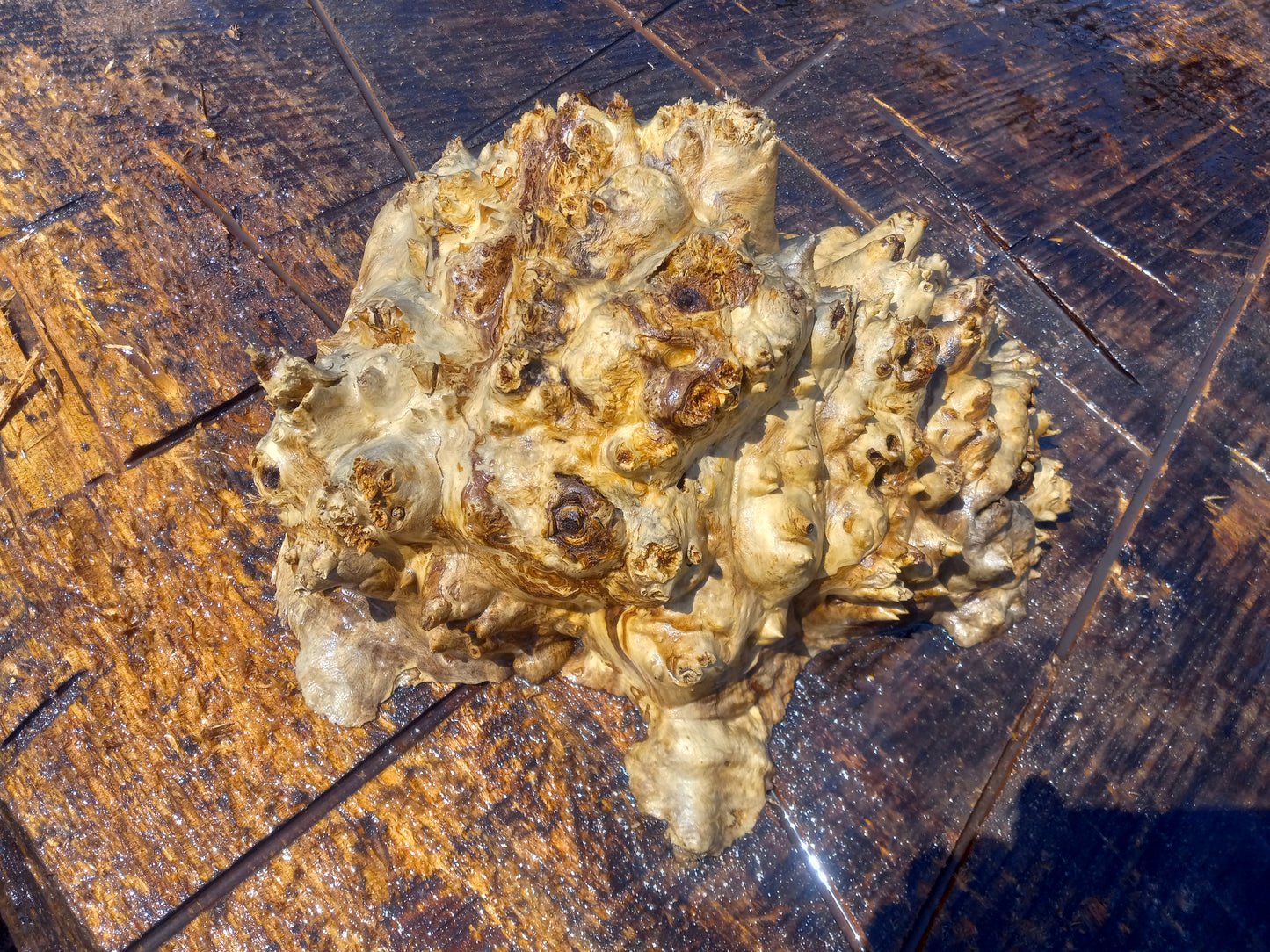 Poplar lace burl cap | bowl turning | DIY wood | live edge | p-11-cap