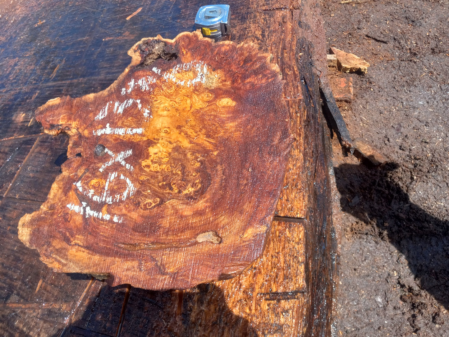 Poplar lace burl cap | bowl turning | DIY wood | live edge | p-11-cap
