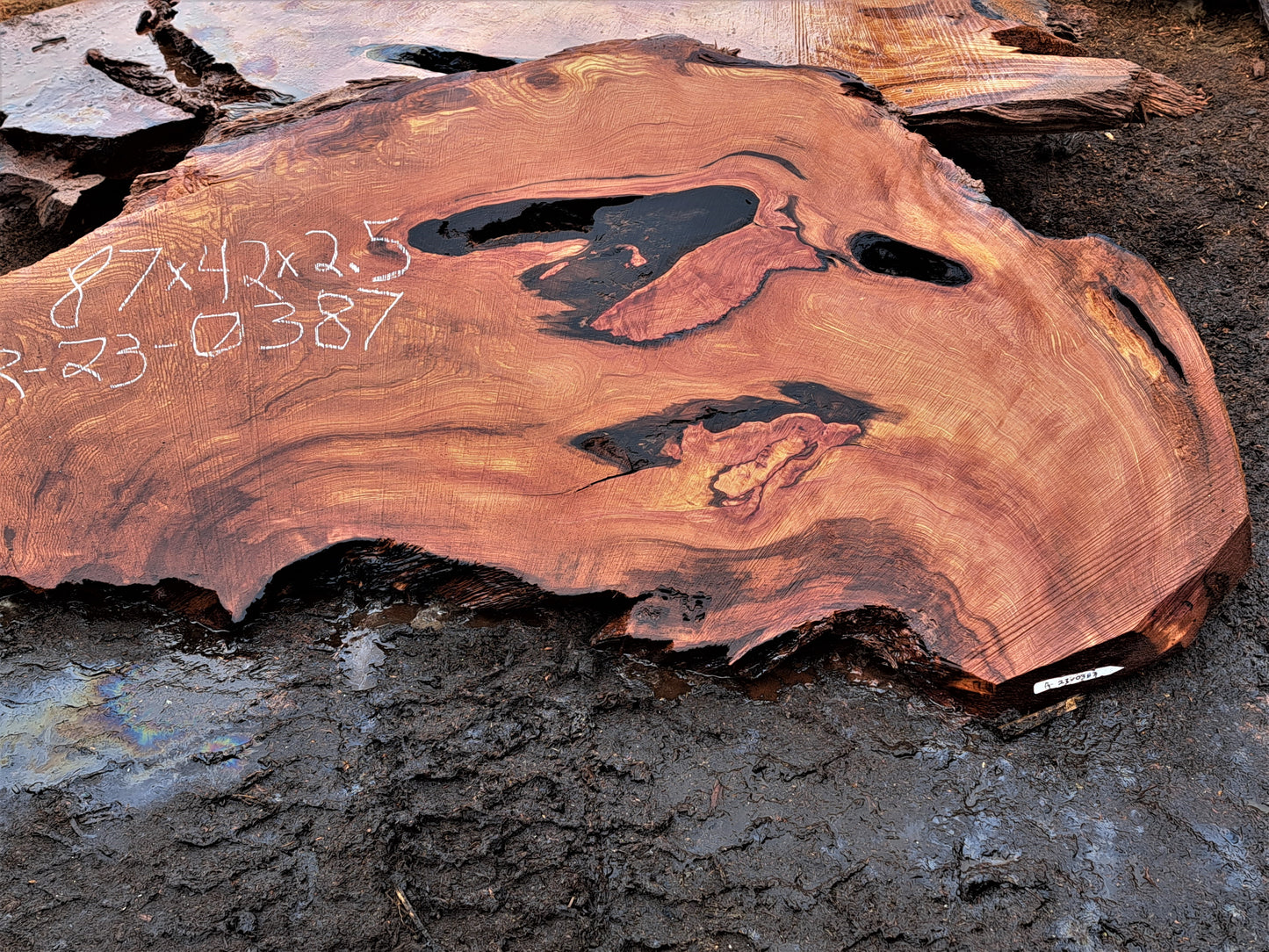 Redwood burl | live edge slab | headboard | burl table | r23-0387