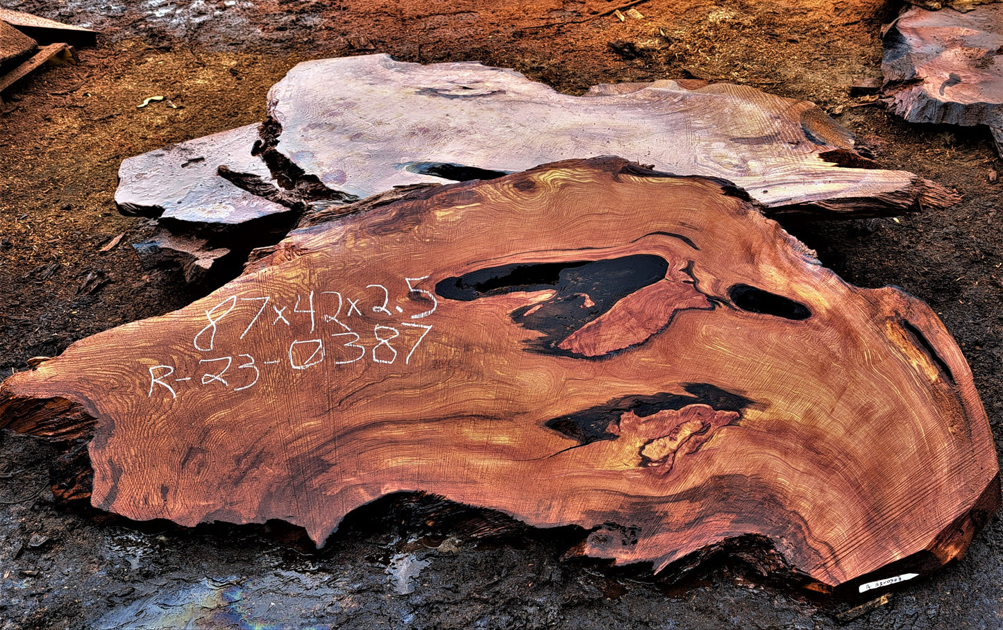 Redwood burl | live edge slab | headboard | burl table | r23-0387
