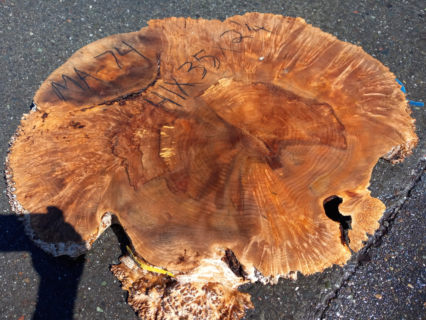 Maple burl slab | live edge | river table | burl table | ma74