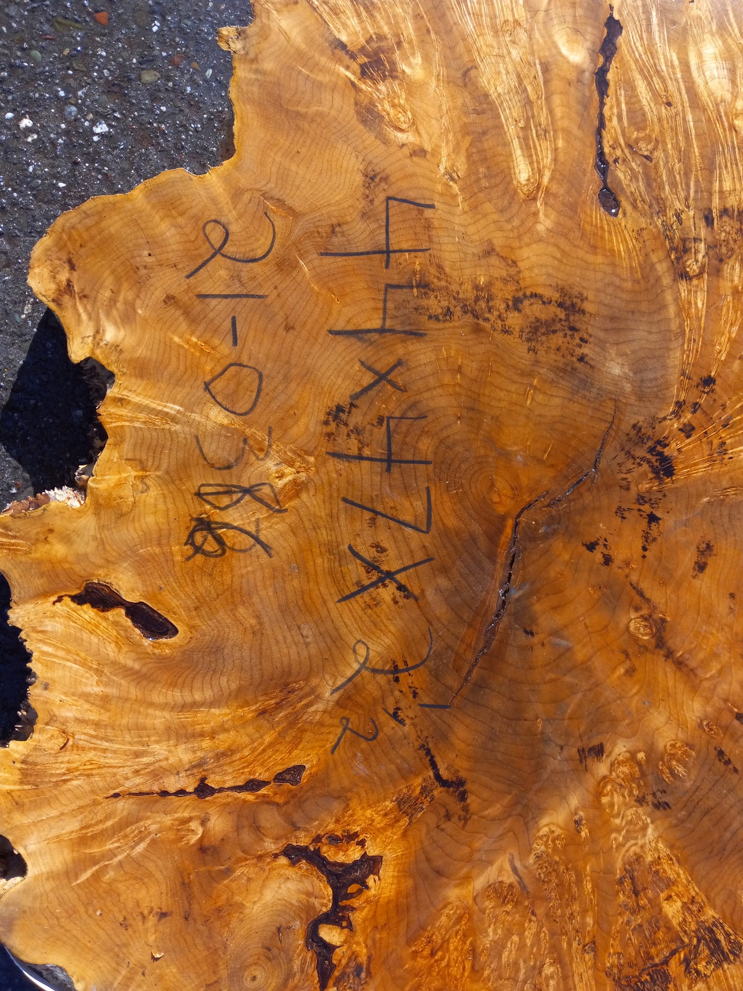 Maple burl | cookie cut | craft woods | DIY crafts | river table | 21-0386