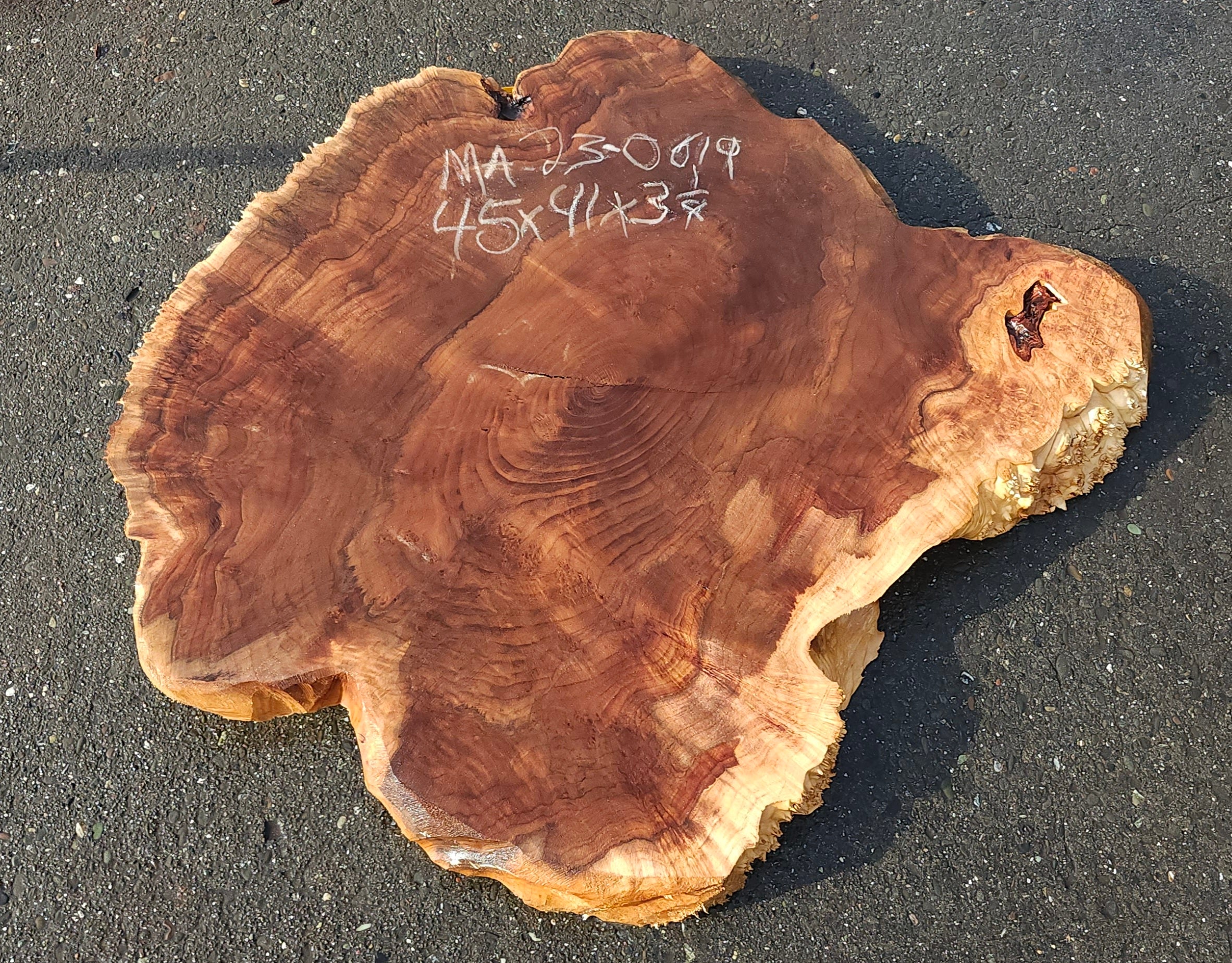 Maple burl cookie cut craft woods DIY river table ma230619