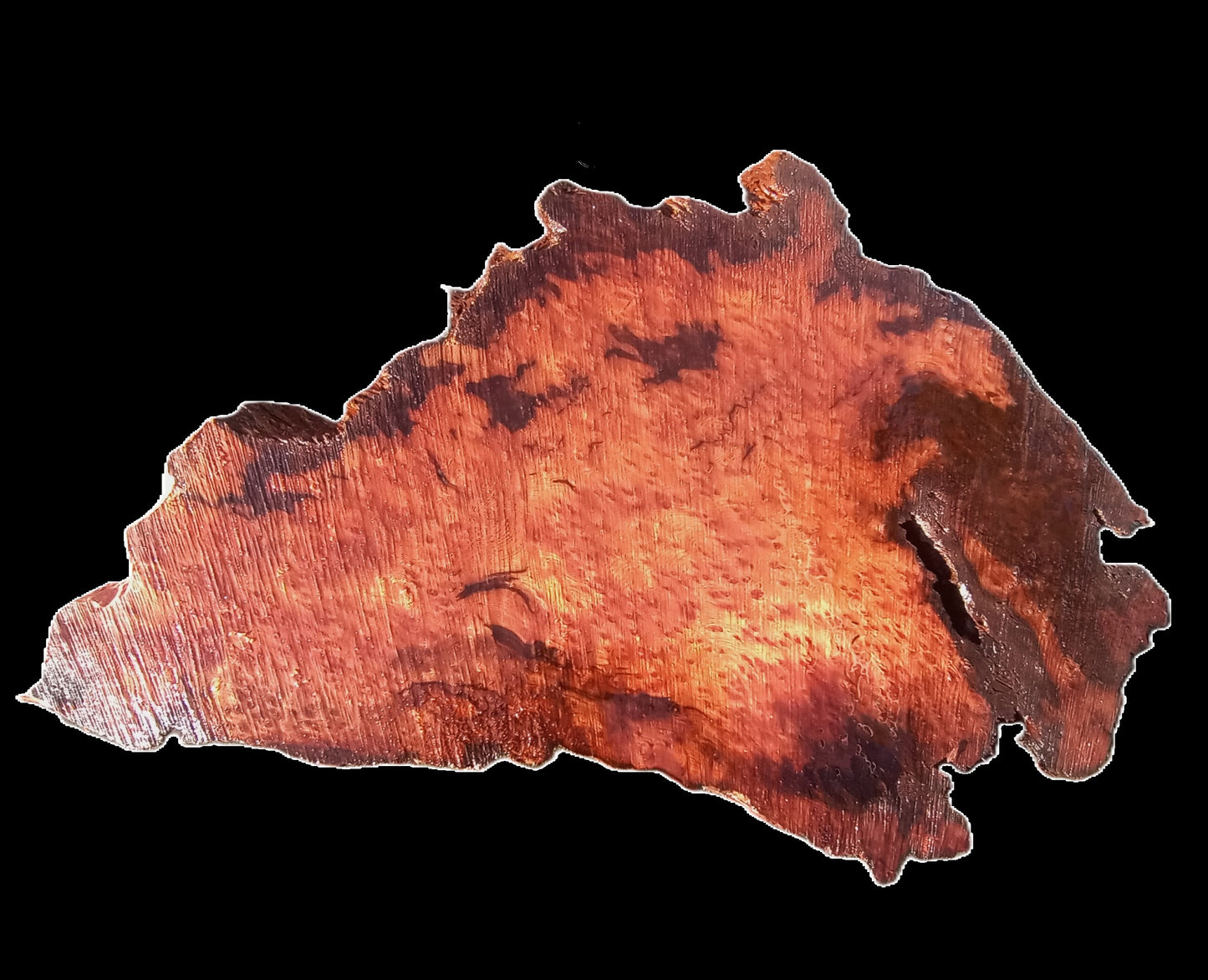 Redwood Burl | DIY Crafts | Burl Slab | Craft Wood | R21-0284