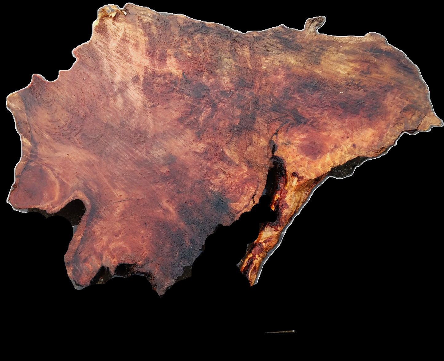 Redwood Burl | DIY Crafts | Burl Slab | Craft Wood | R21-0304