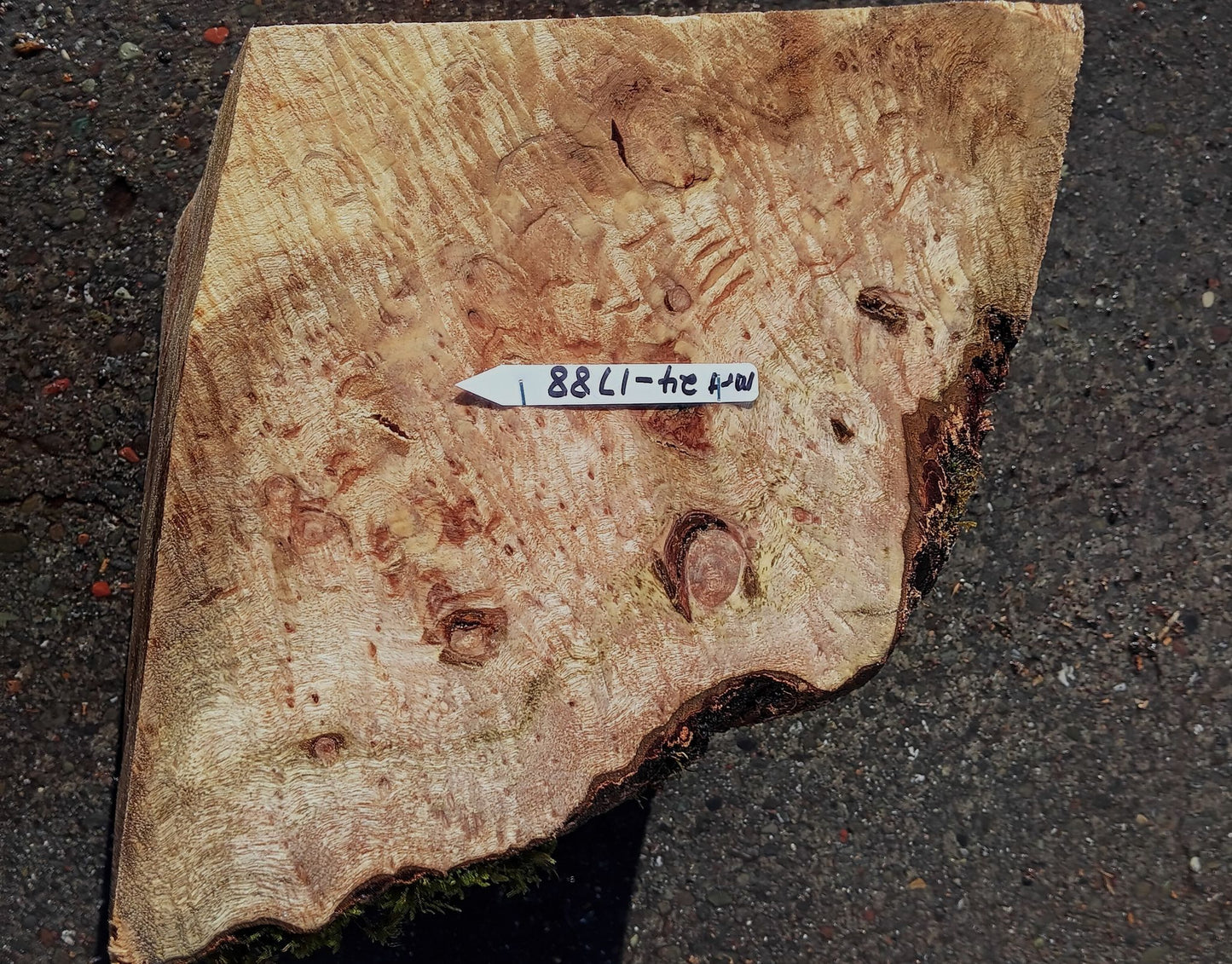 Myrtle Burl | Craft Wood | Bowl Turning | Mrt24-1788