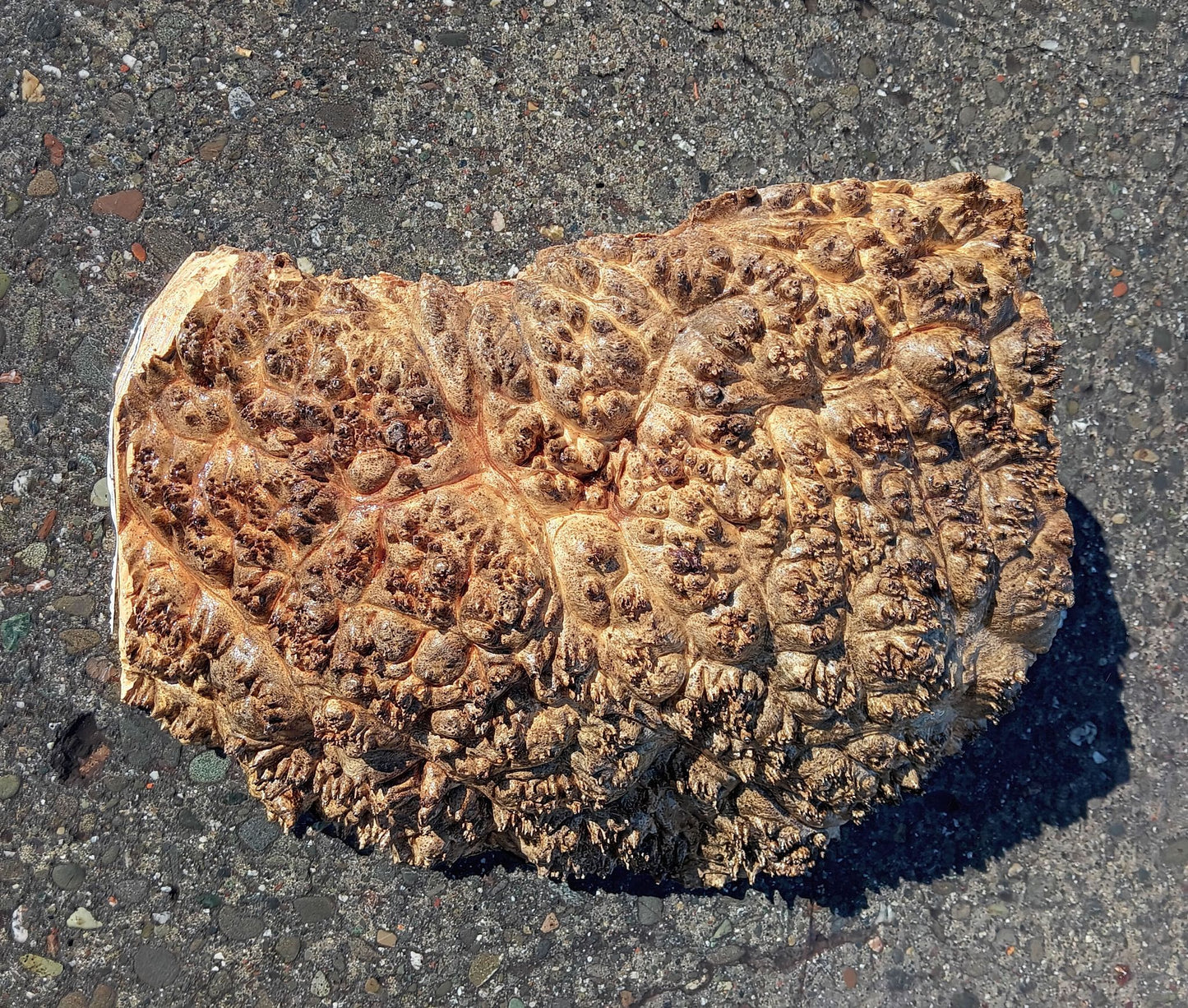 Maple Burl Block | Turning Wood | Burl Cap | Ma24-1779