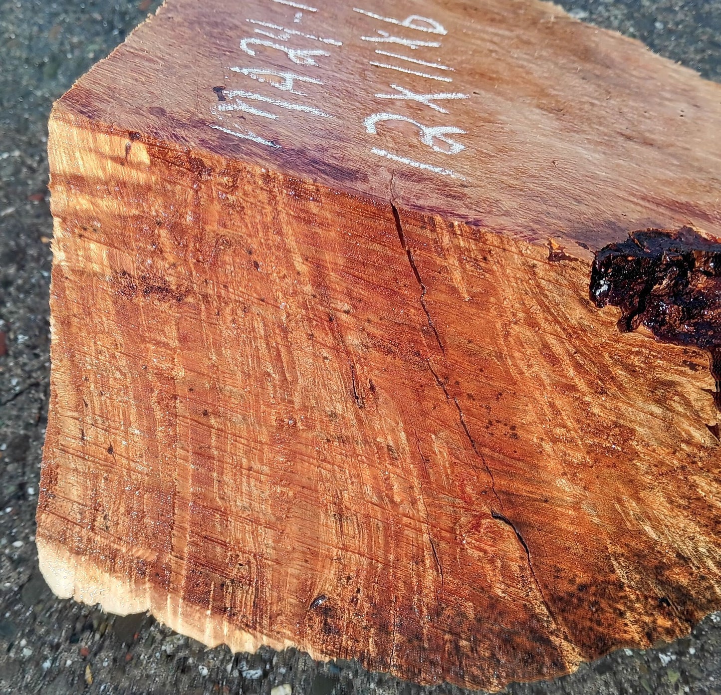 Maple Burl Block | Turning Wood | Burl Cap | Ma24-1779