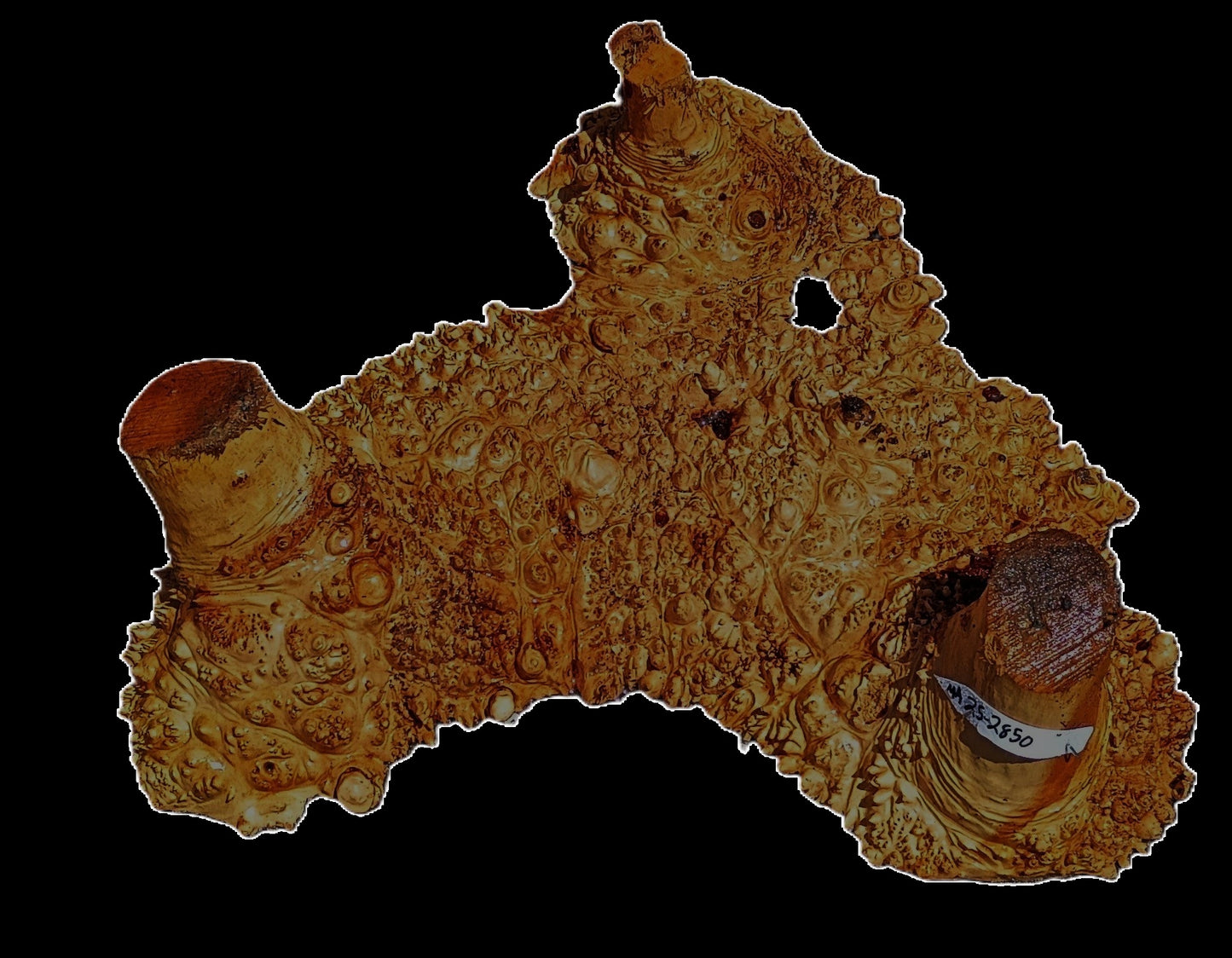 Maple Burl | Live Edge Slab | River Table | DIY | MA25-2850