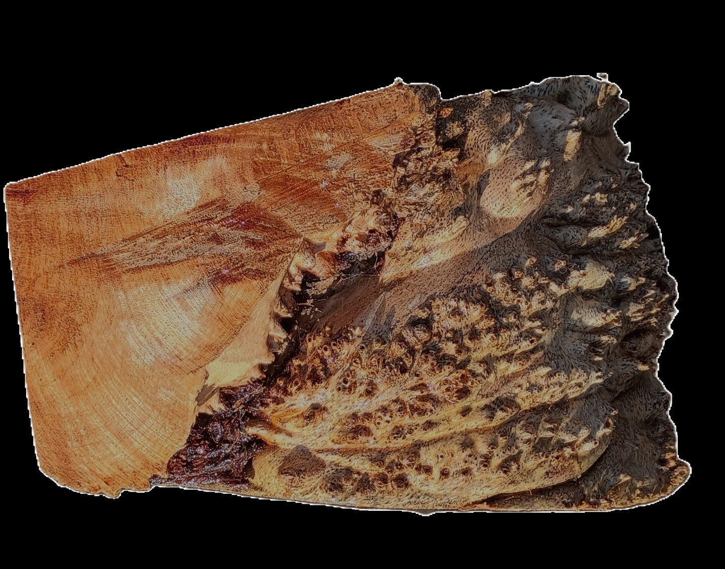 Maple Burl Cap | Turning Wood | Craft Wood | CAP25-2410