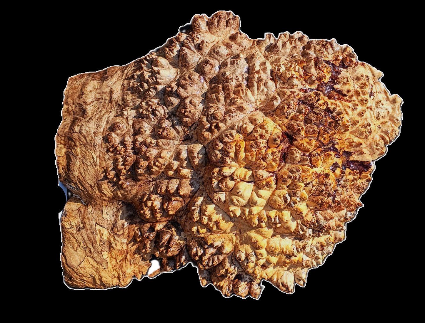 Maple Cap | Turning Wood | Craft Wood | MA25-2414