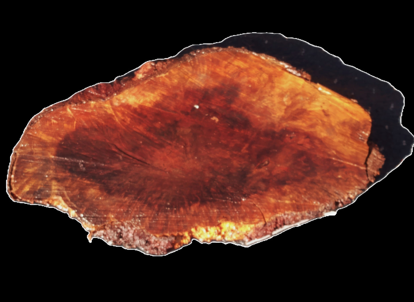Redwood Burl | DIY Crafts | Burl Slab | Craft Wood | R21-0200