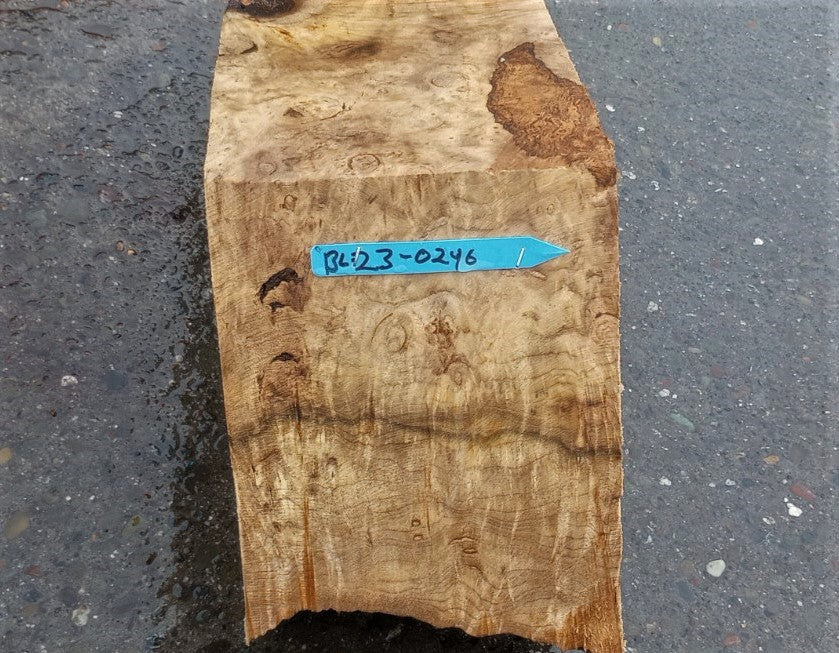Myrtle burl | exotic wood | wood turning | DIY wood crafts | bl23-0246