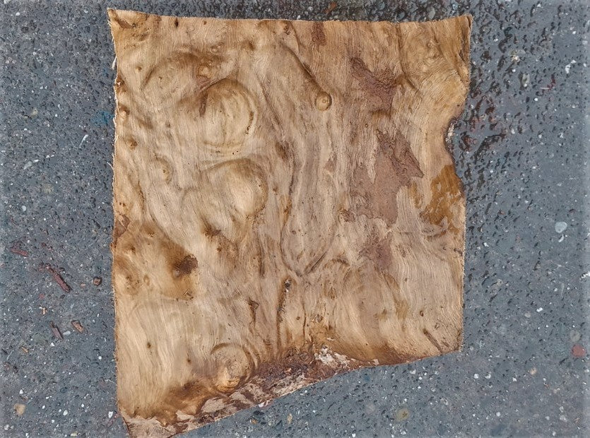 Myrtle burl | exotic wood | wood turning | DIY wood crafts | bl23-0243-mrt