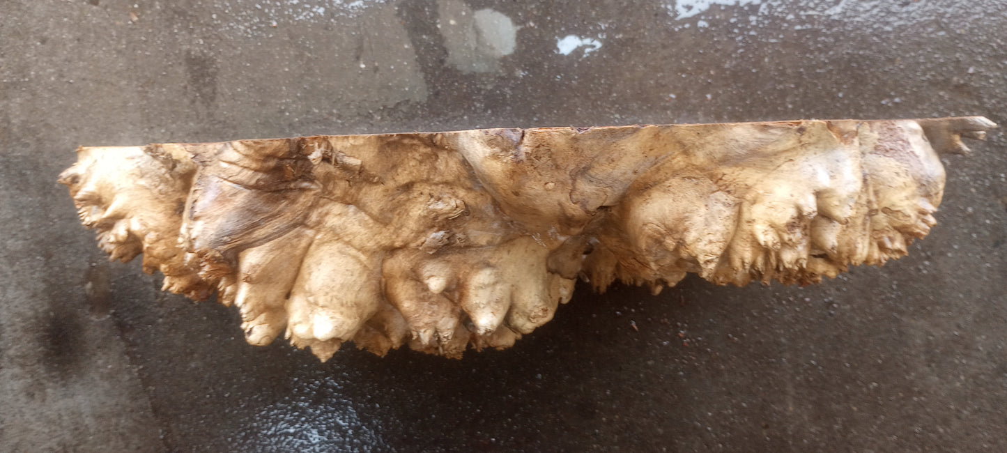 Poplar burl | bowl turning | wood turning | cap | DIY | bl23-0262