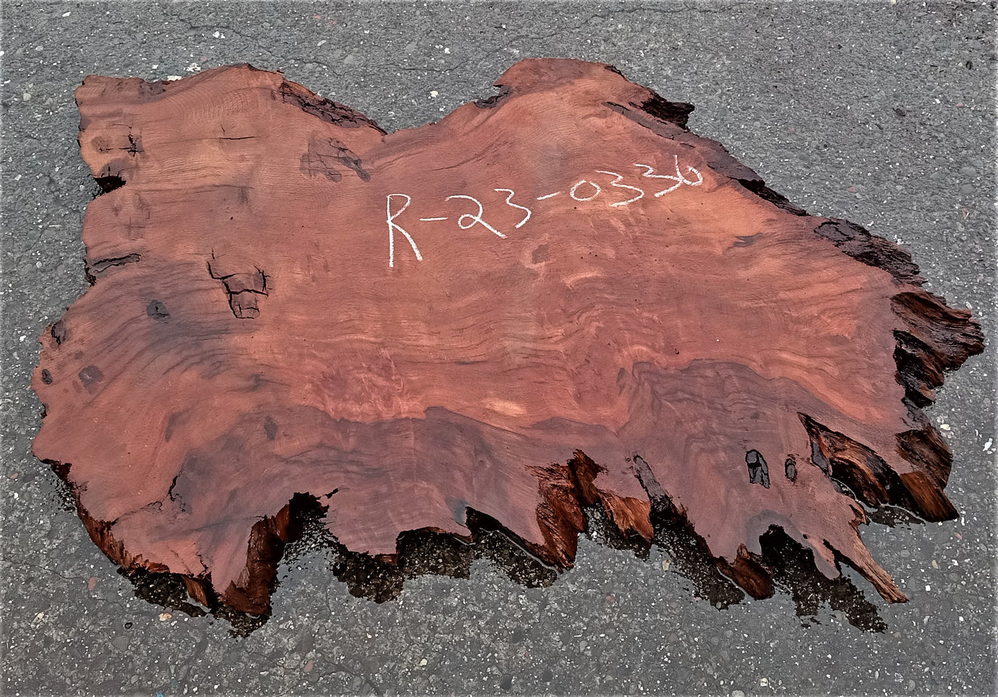 Redwood lace burl | live edge | DIY | epoxy river table | burl | r23-0336