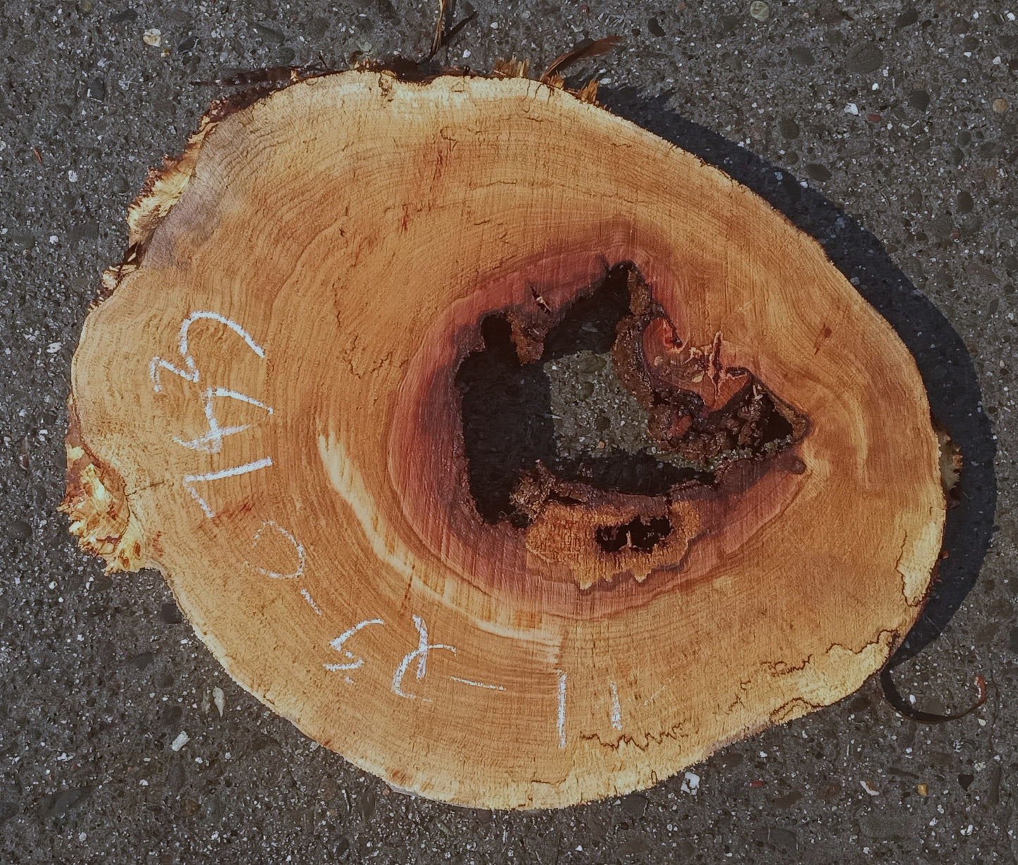 Maple burl | cookie cut | burl slab | wood craft ideas | DIY wood | ma23-0783