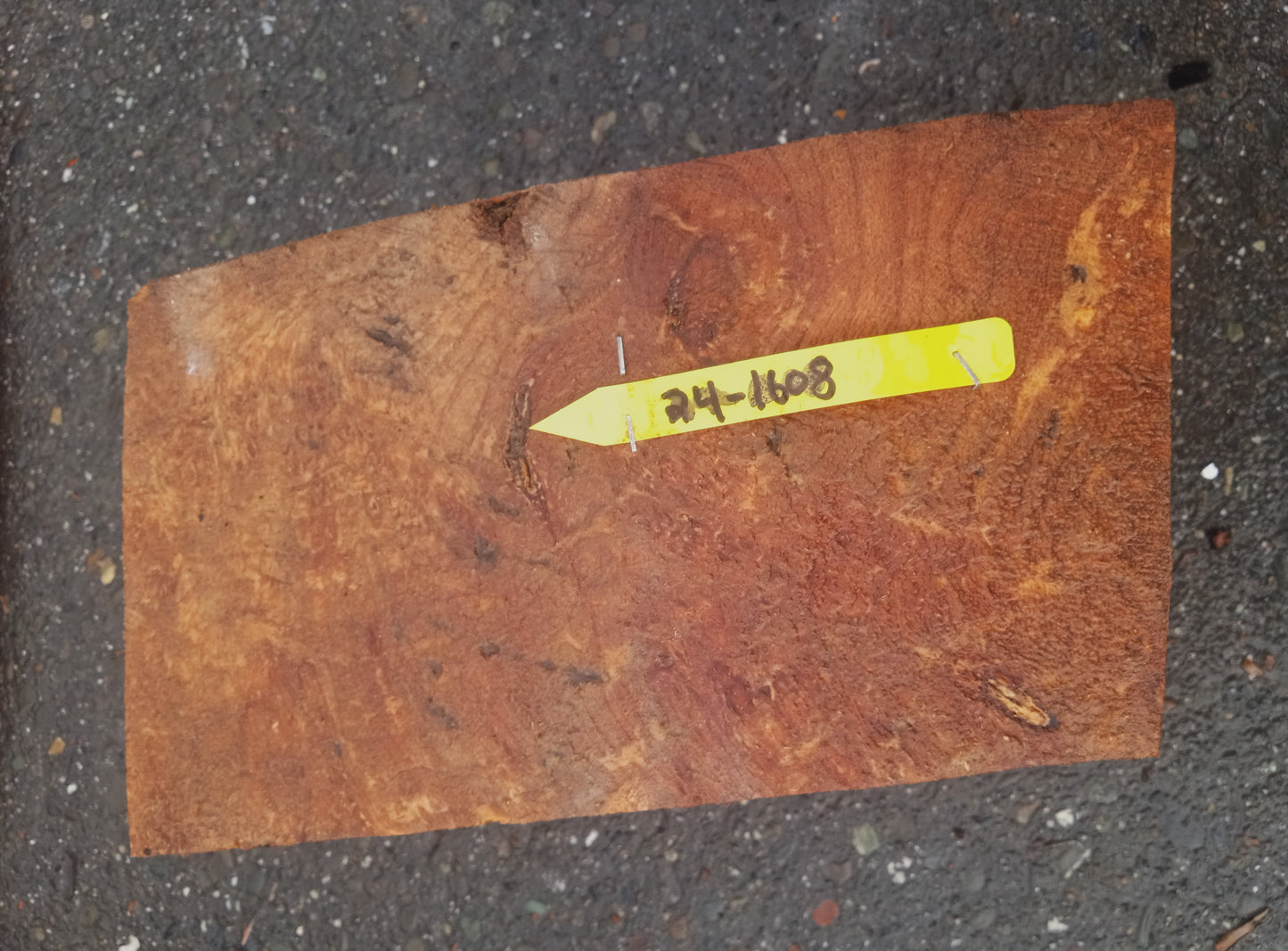 Spalted Maple burl | wood turning | Craft Woods | DIY crafts | ma24-1608