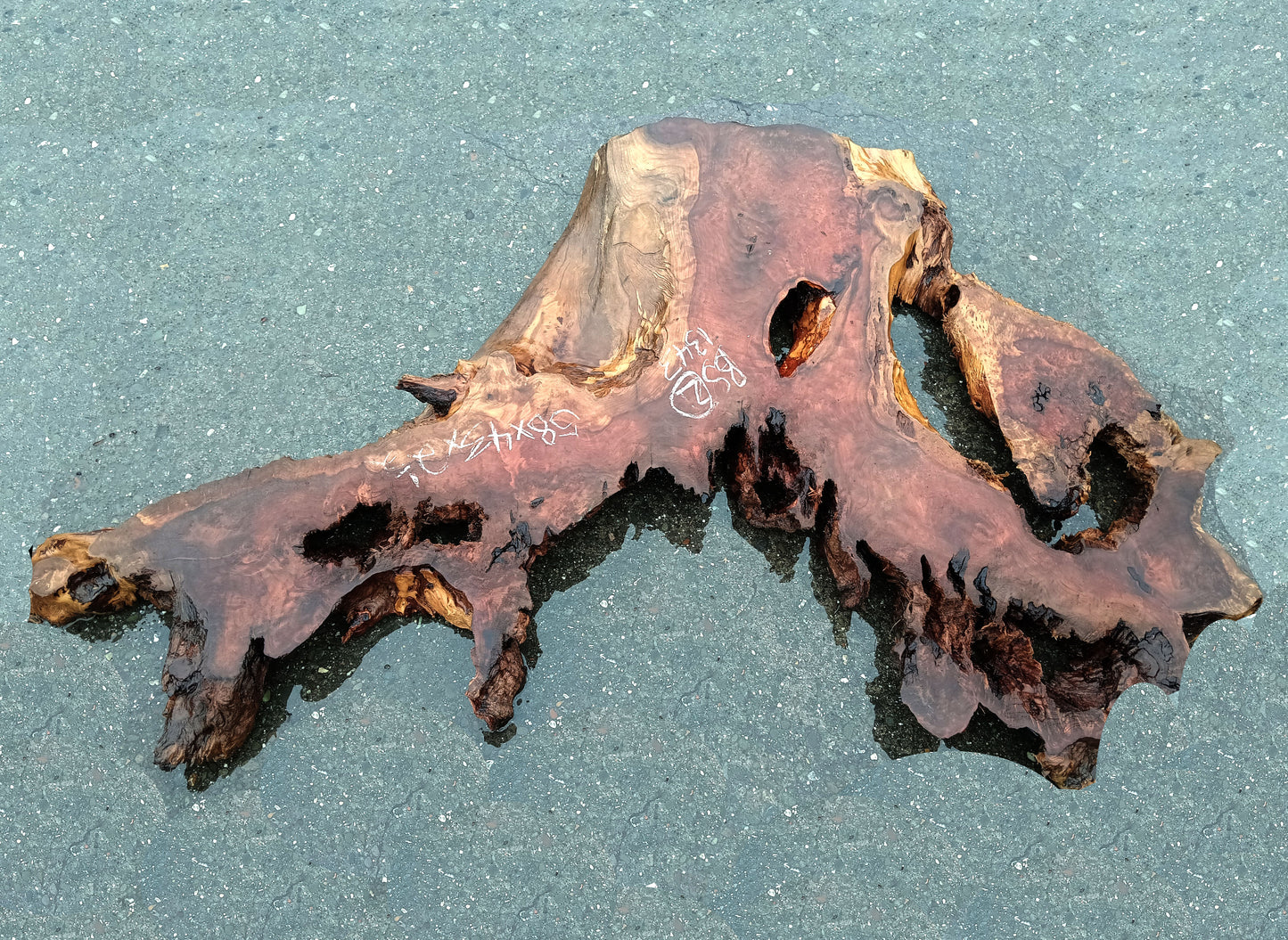 Redwood Burl Slab | DIY Craft Wood | Live Table | bsz-1343