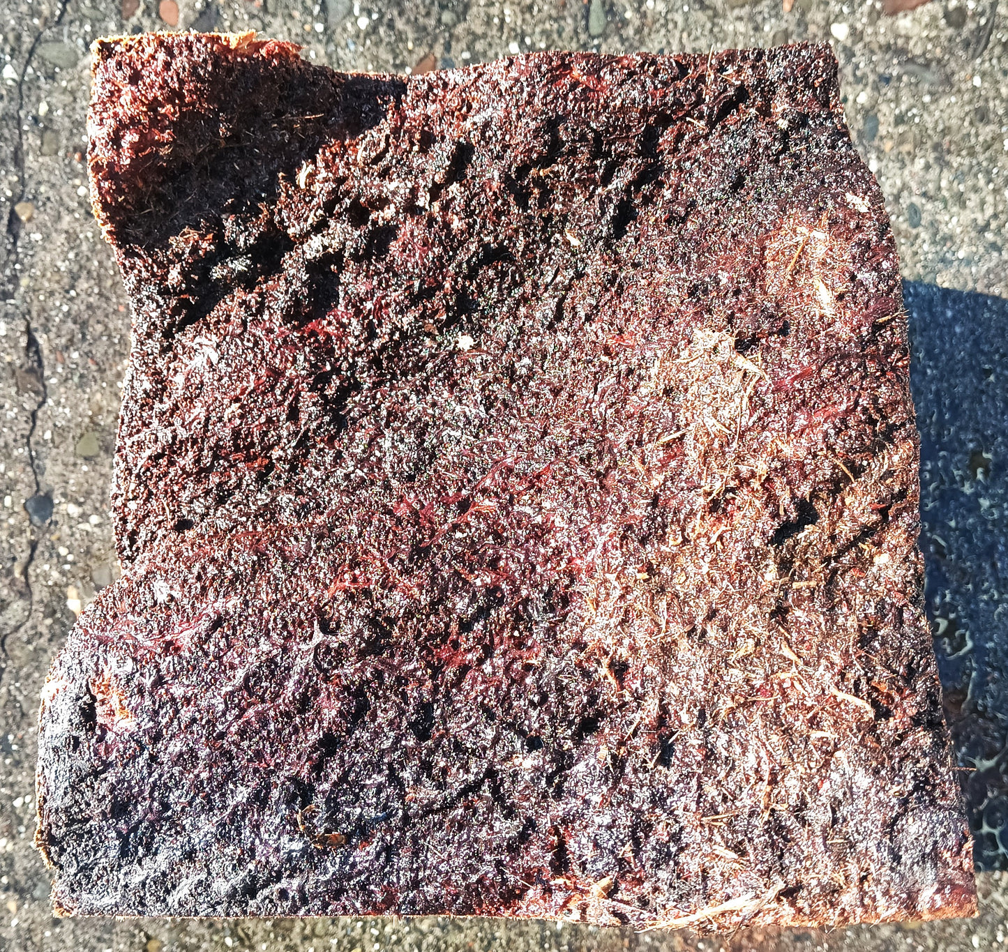 Redwood Lace Burl | Craft Wood | DIY Crafts | R24-1881