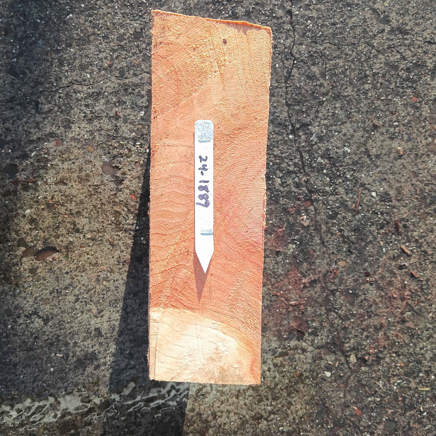 Redwood Burl | Turning block | Craft Wood | R24-1889