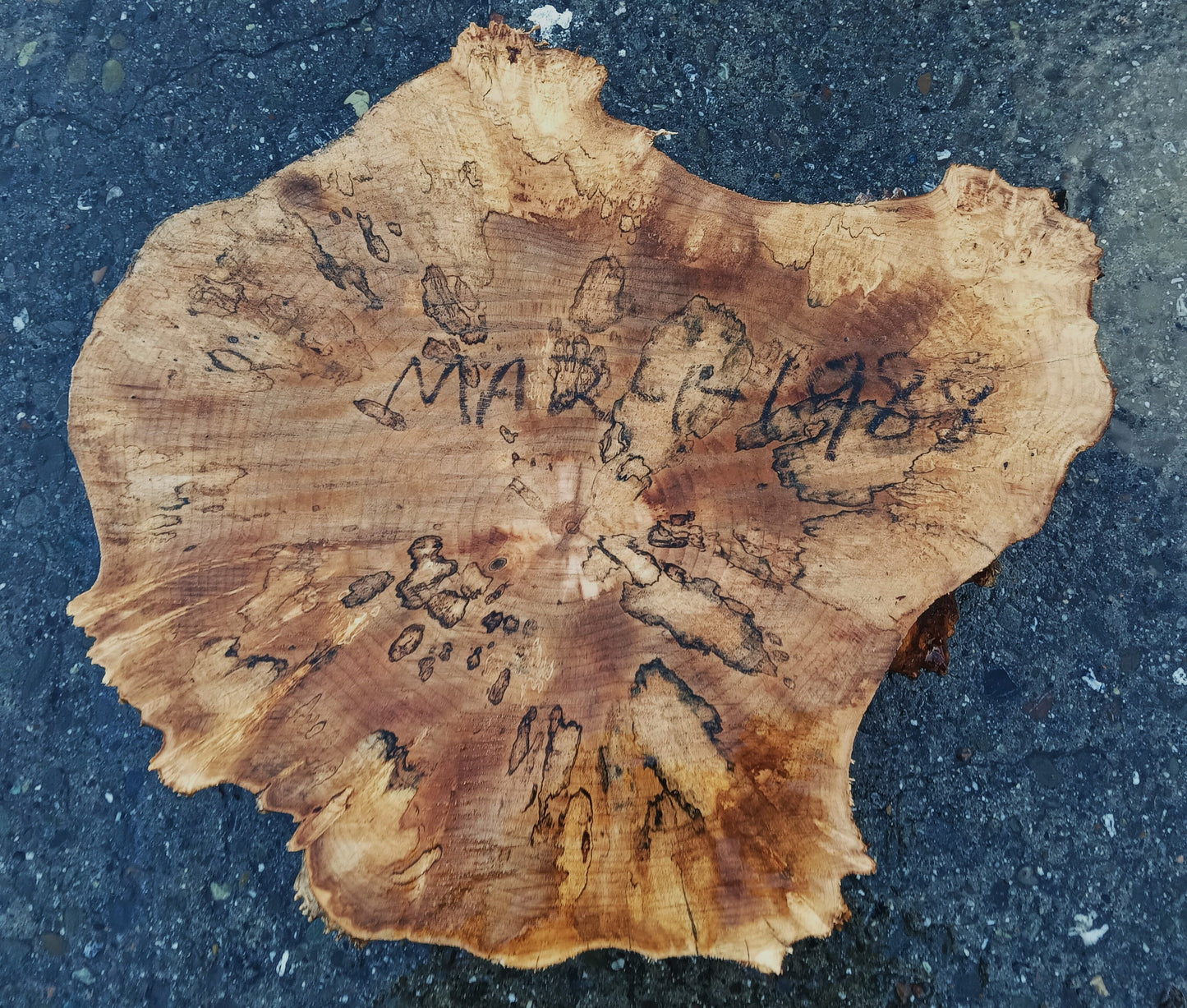 Maple Burl Slab | Table | DIY | Cookie Cut | P24-1988