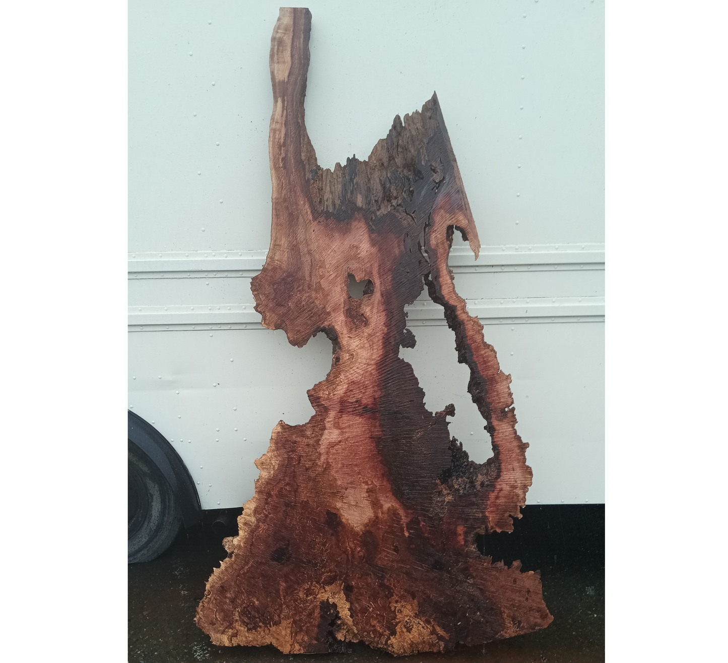 Maple Burl Slab | Live Edge | River Table | DIY | Ma25-2170