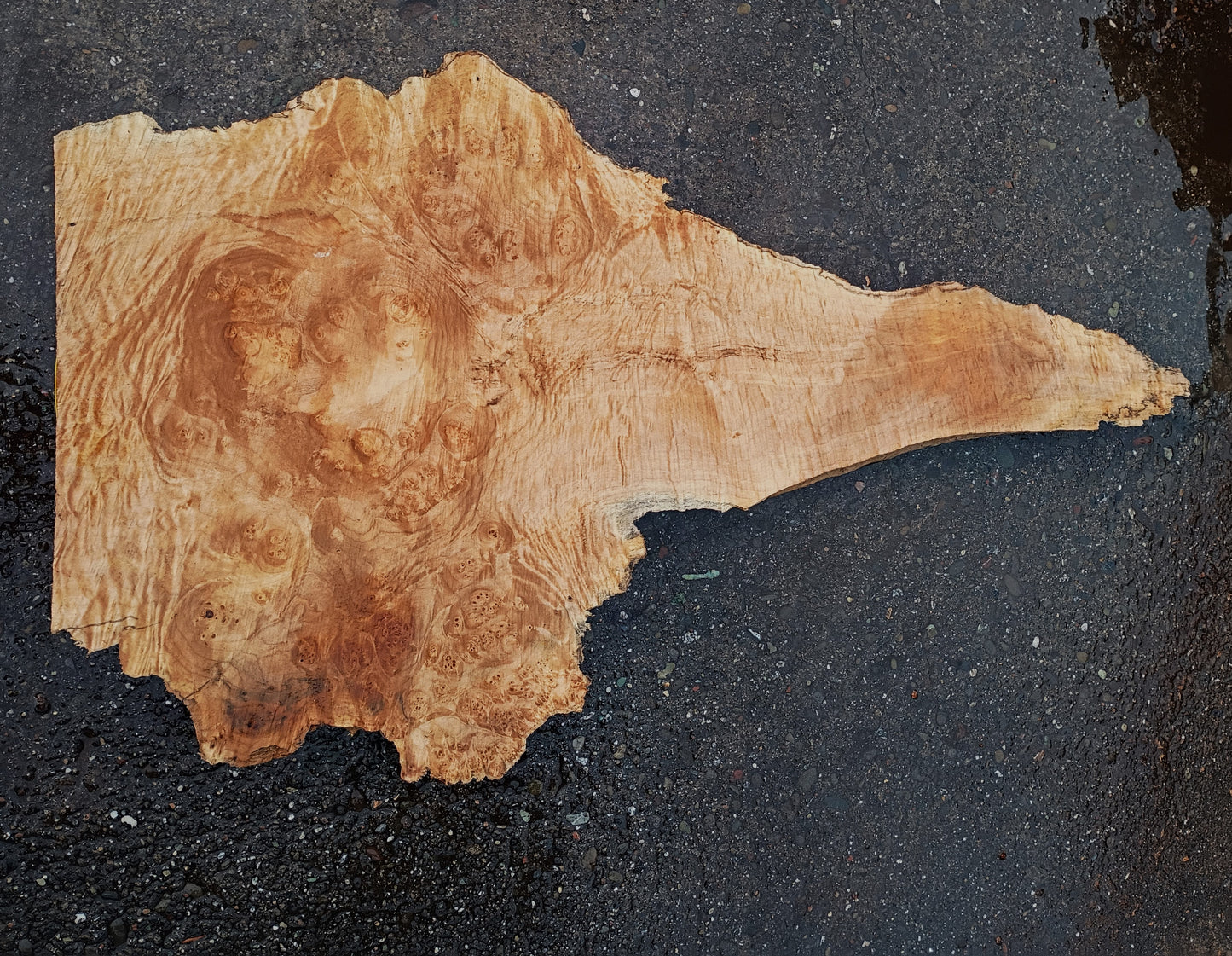 Maple Burl Slab | DIY | Craft Wood | River Table | Ma25-2144