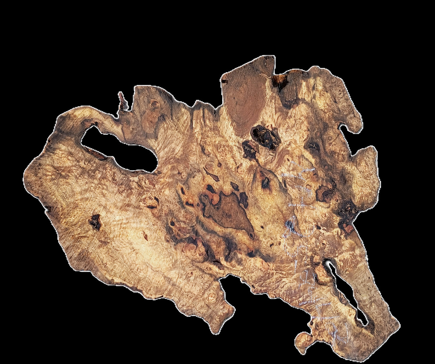 Myrtle Burl Slab | Live Edge | River Table | DIY | Mrt25-2442
