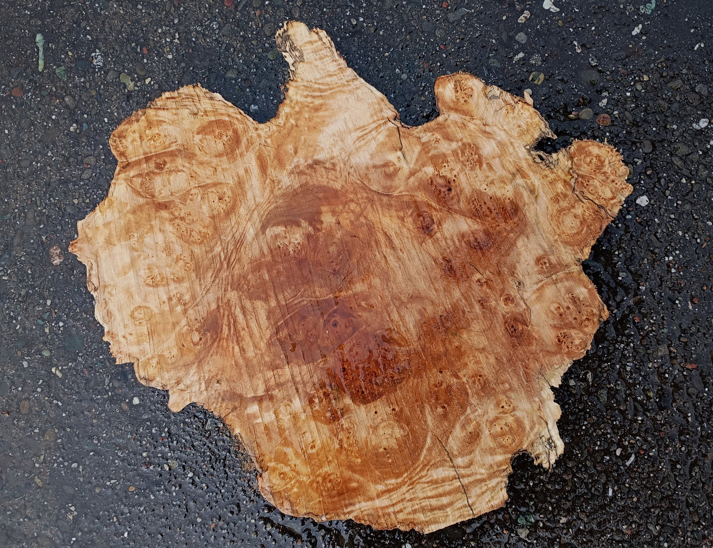Maple Burl Slab | DIY | Craft Wood | Trouphy Mount | Ma25-2149