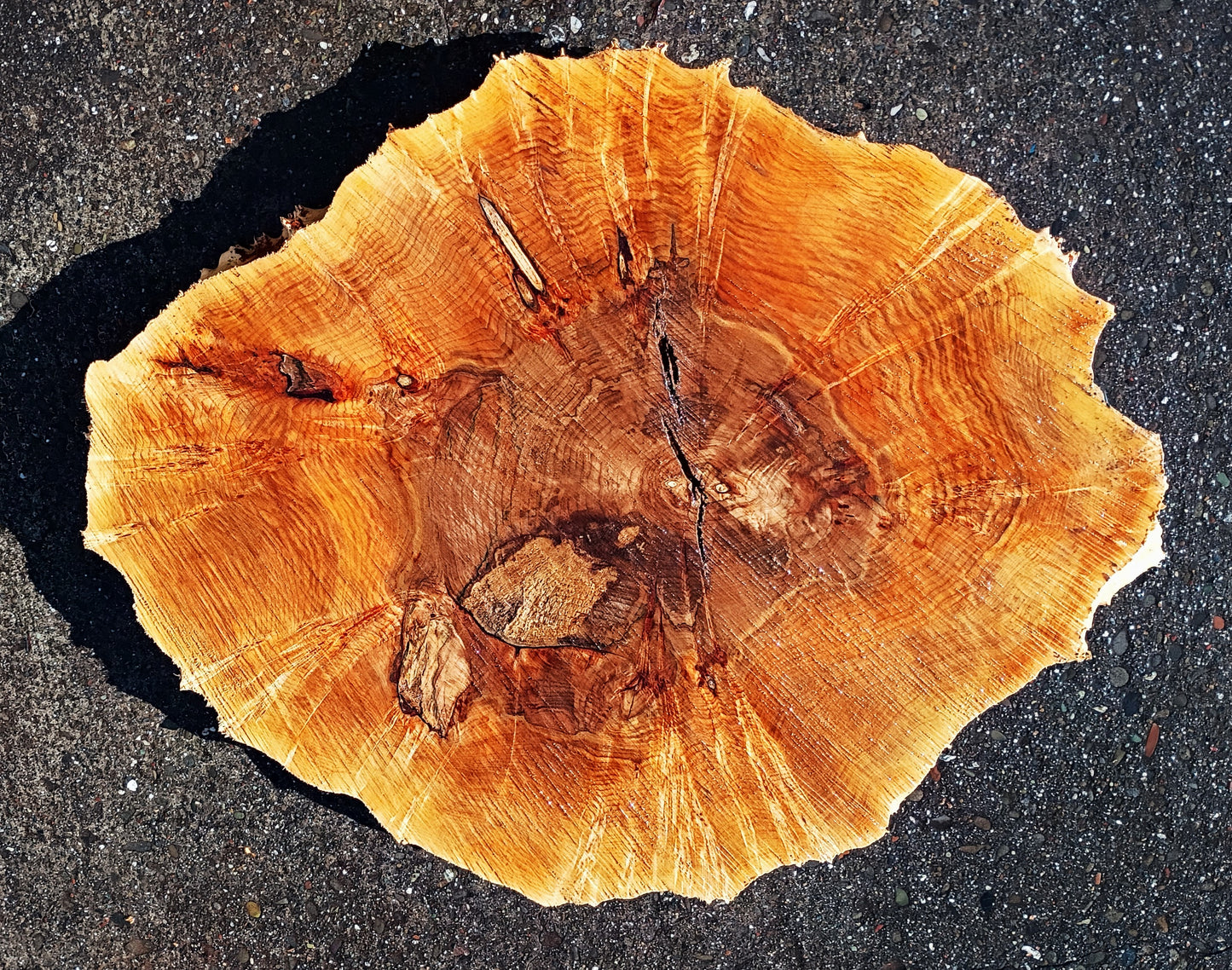 Maple Burl Slab | Live Edge | River Table | DIY | MA25-2396