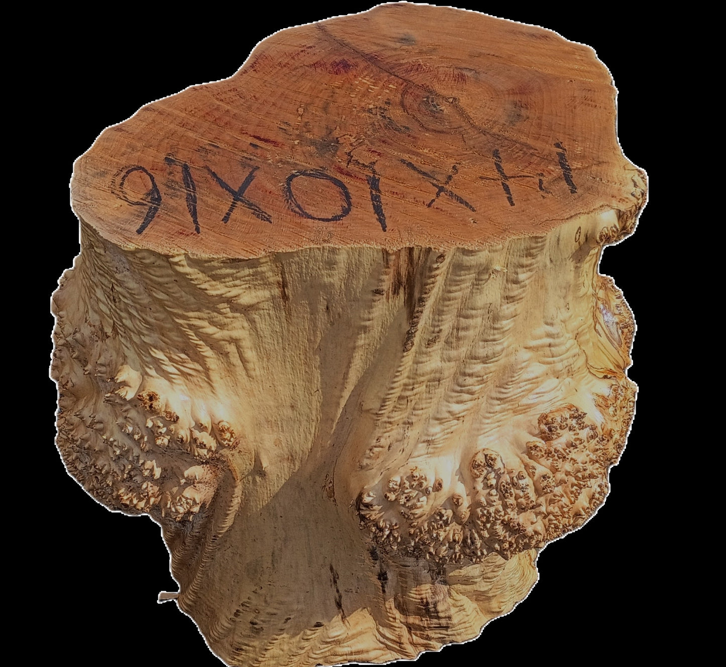 Maple Burl Base | Trophy Mount | Table Base | DIY | MAB25-0001