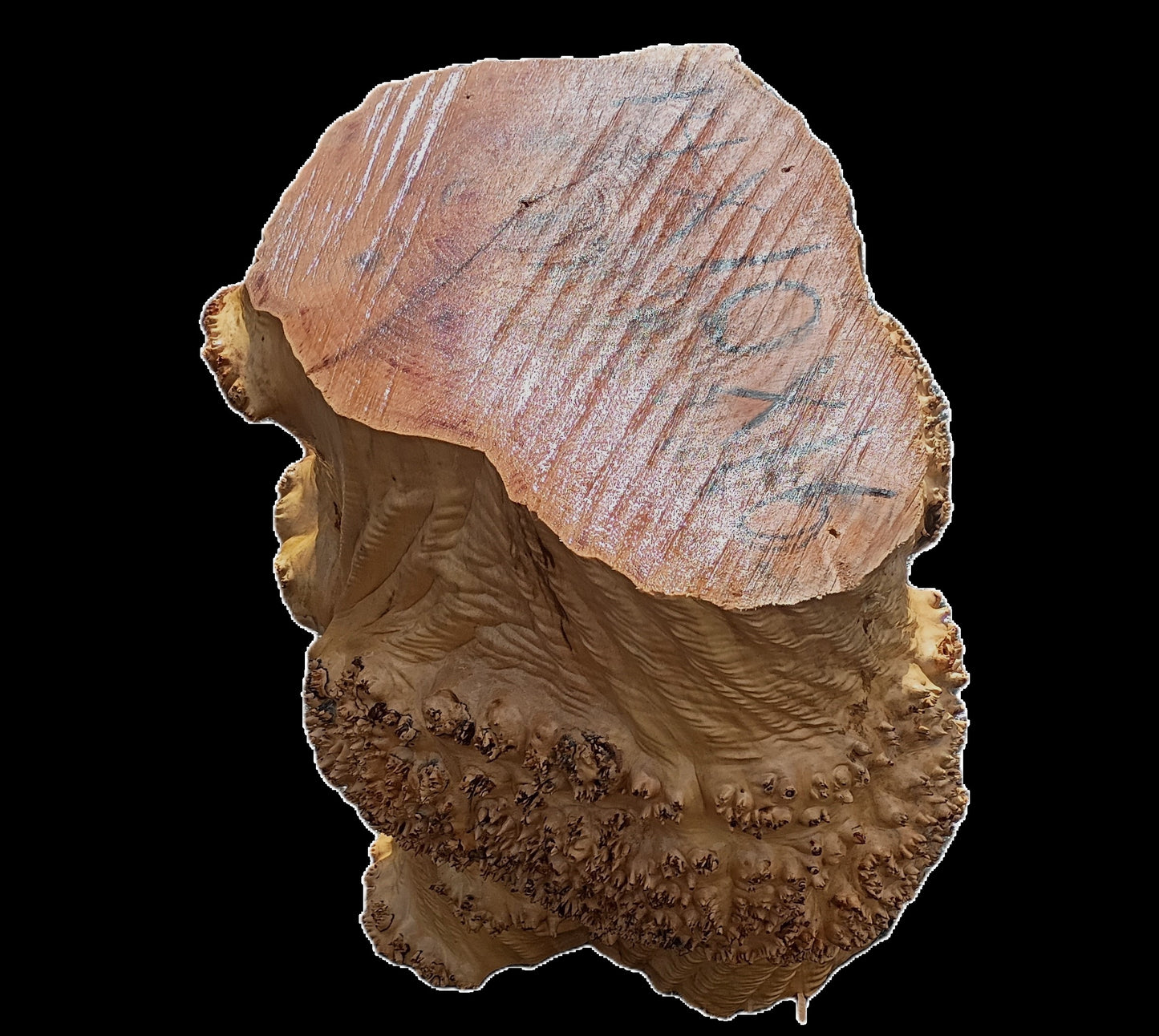 Maple Burl Base | Trophy Mount | Table Base | DIY | MAB25-0001