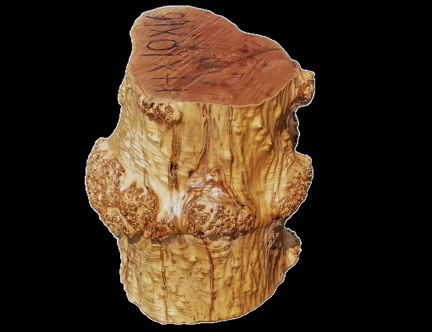 Maple Burl Base | Trophy Mount | Table Base | DIY | MAB25-0001