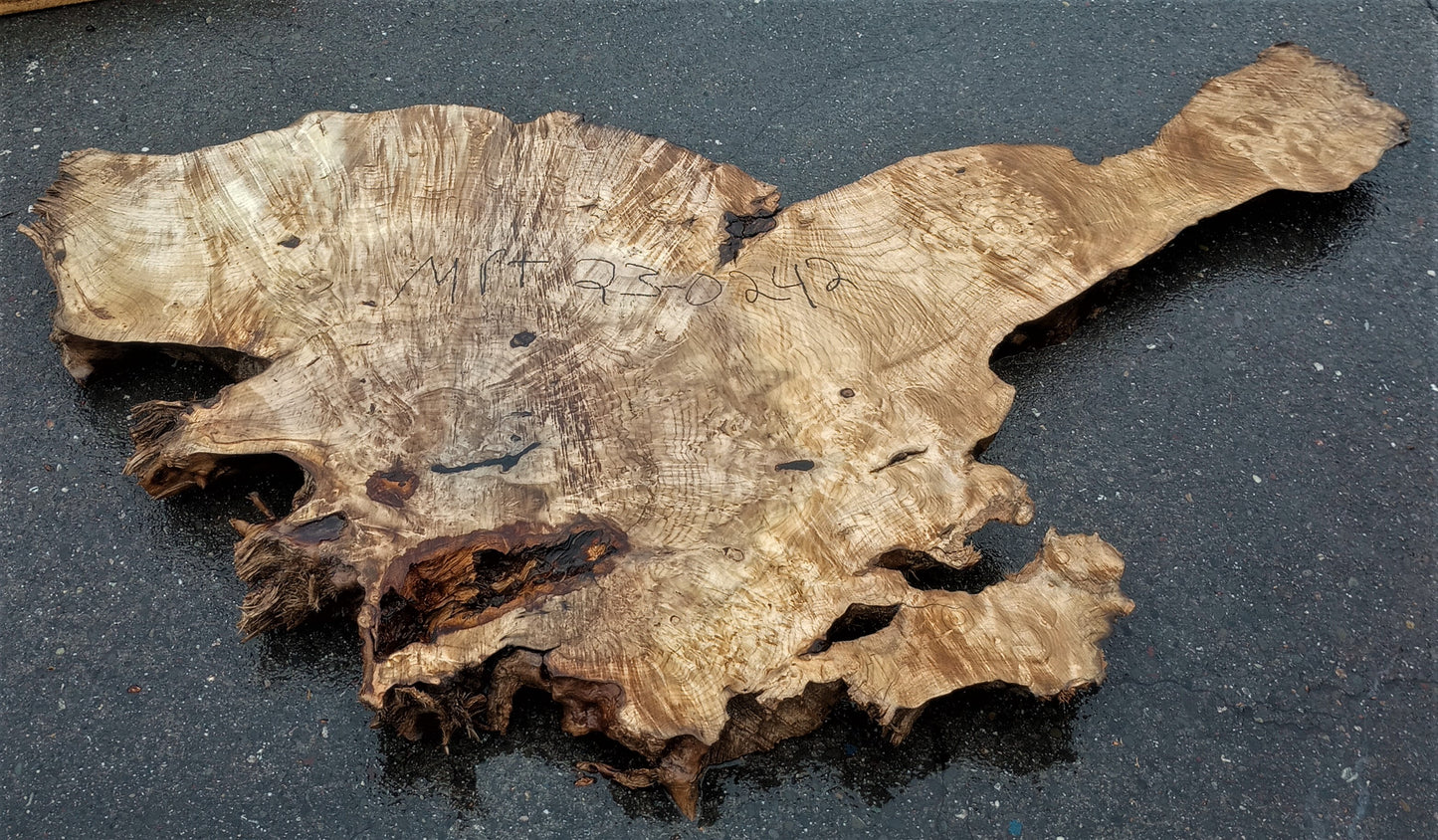 Myrtle burl | epoxy river table | exotic wood | Bay Laurel | DIY | mrt23-0242