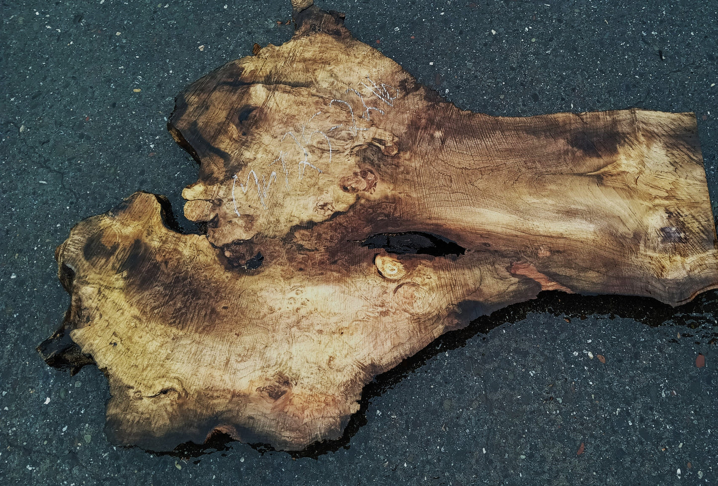 Myrtle Wood Burl Slab | Bay Laurel | Live Edge | River Table | DIY | Mrt25-2210