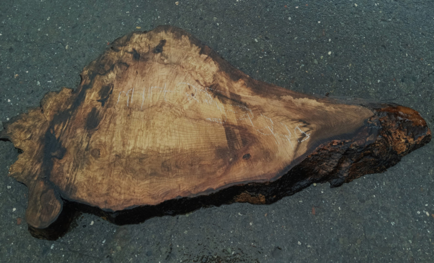 Myrtle Wood Burl Slab | Bay Laurel | Live Edge | River Table | DIY | Mrt25-2220