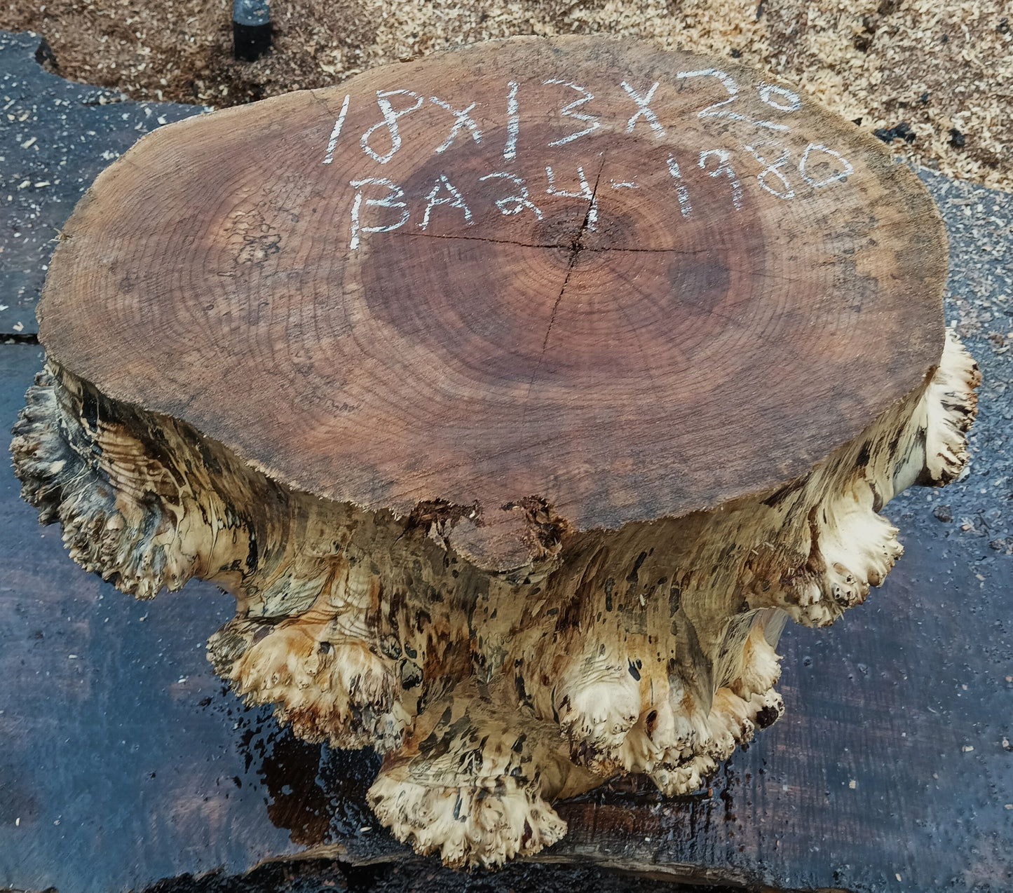 Maple Burl Base | Mount | Small Table Base | BA24-1980