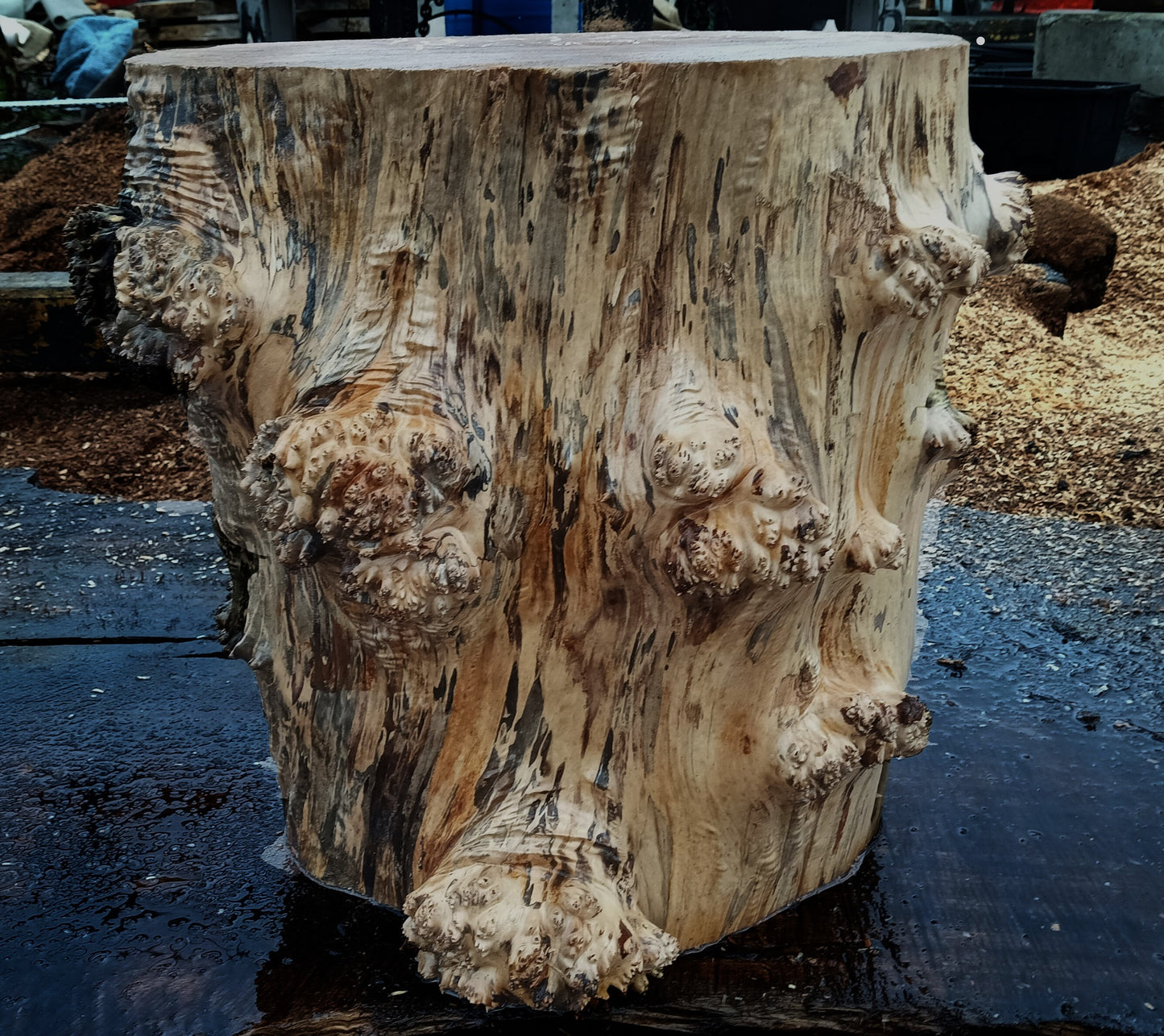 Maple Burl Base | Mount | Small Table Base | BA24-1980