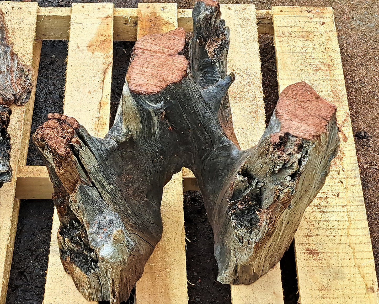 burl table base | Redwood base | split level base | base100