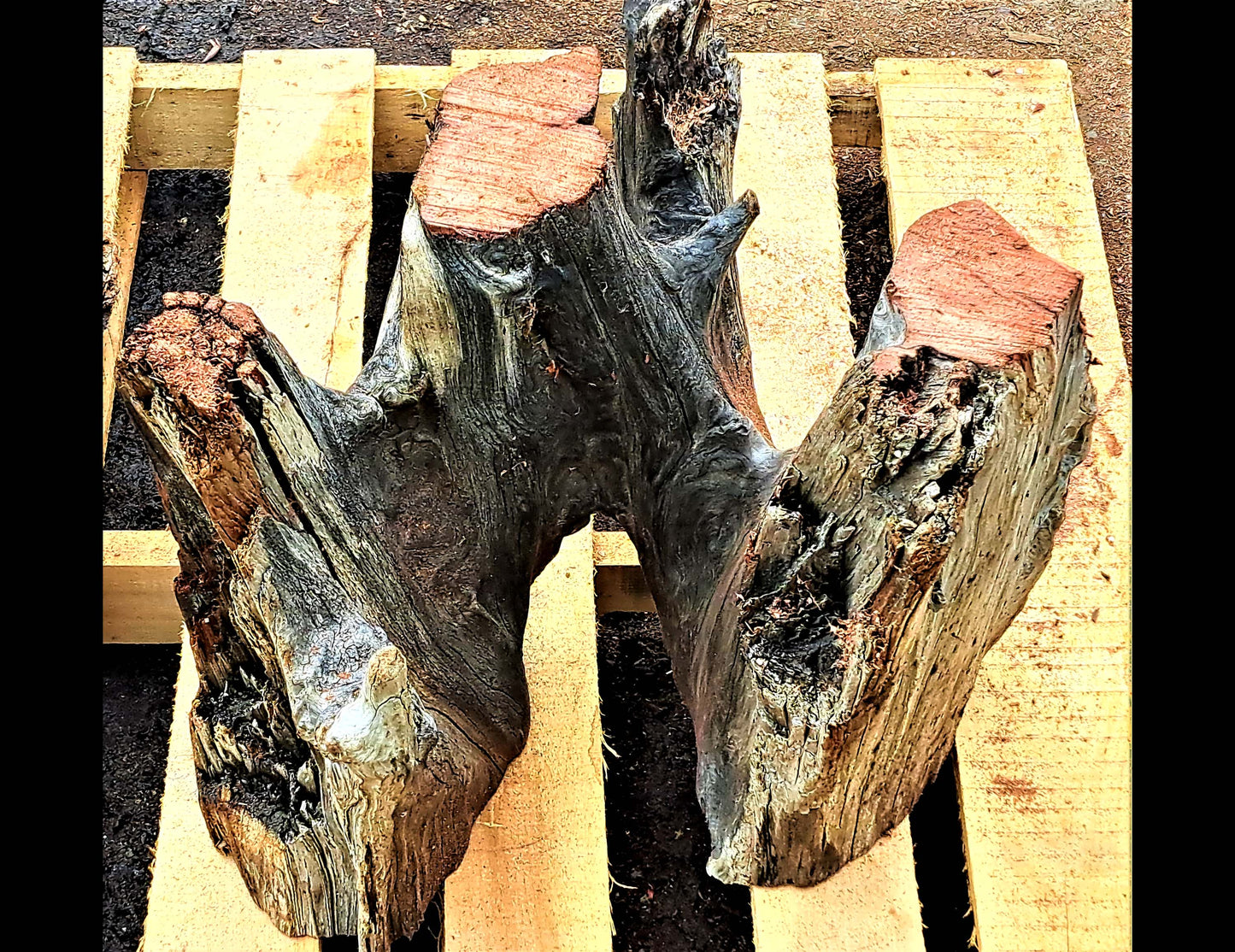 burl table base | Redwood base | split level base | base100