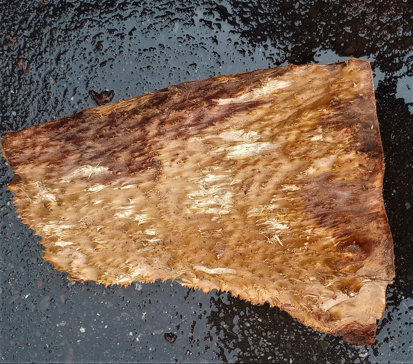 redwood lace burl | DIY crafts | wood turning | bowl block blank | bl23-0162