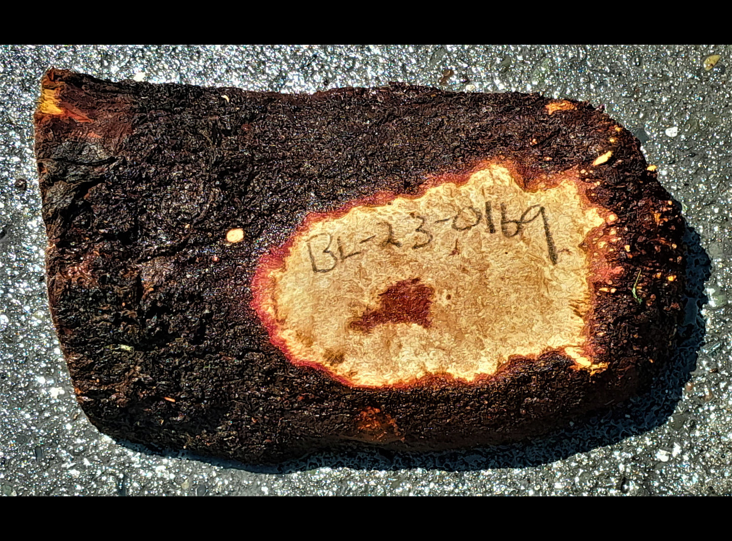 redwood lace burl | DIY crafts | wood crafts | Luthier wood | bl23-0169